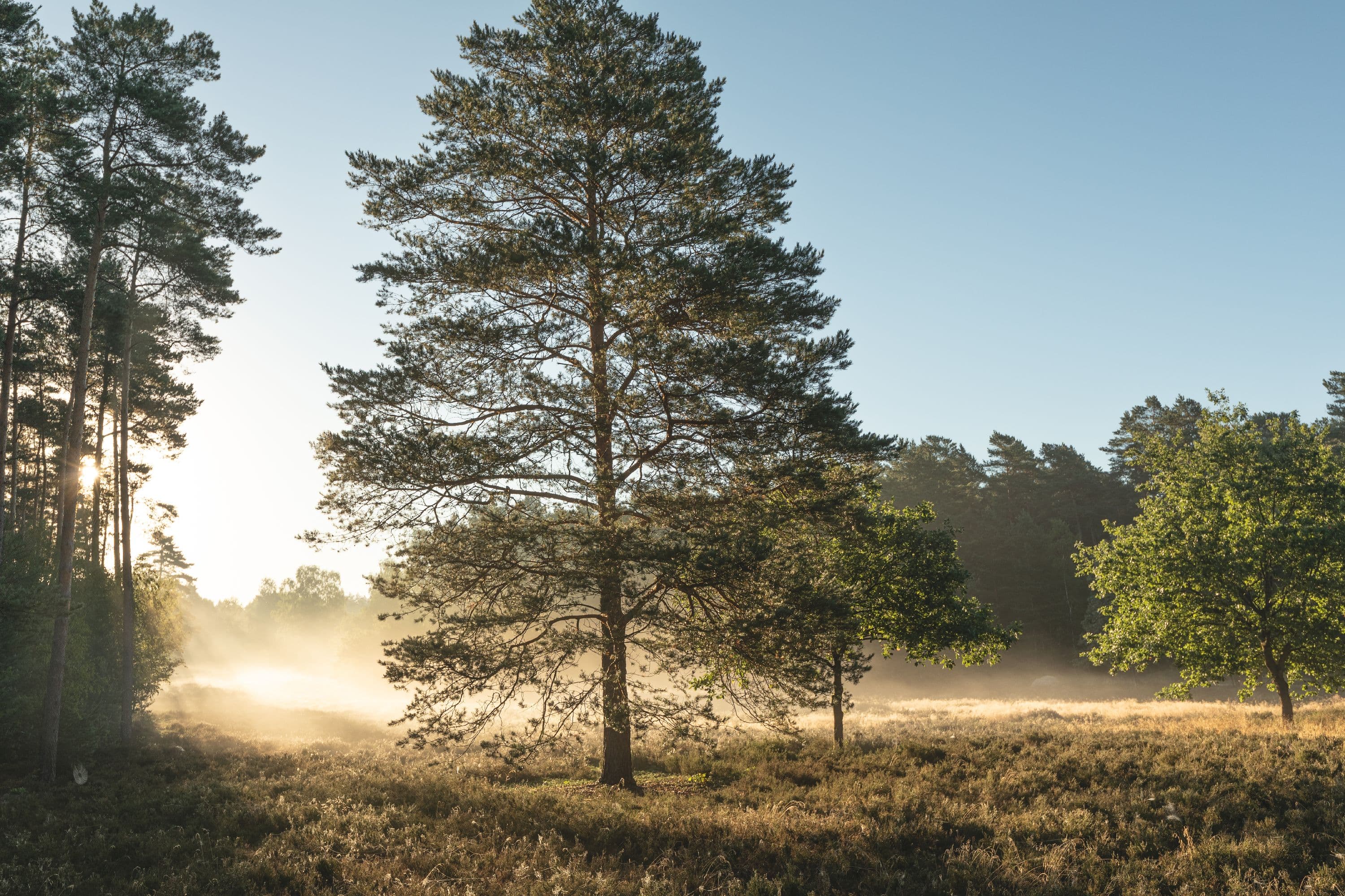 Meissendorfer Heidefläche Südheide