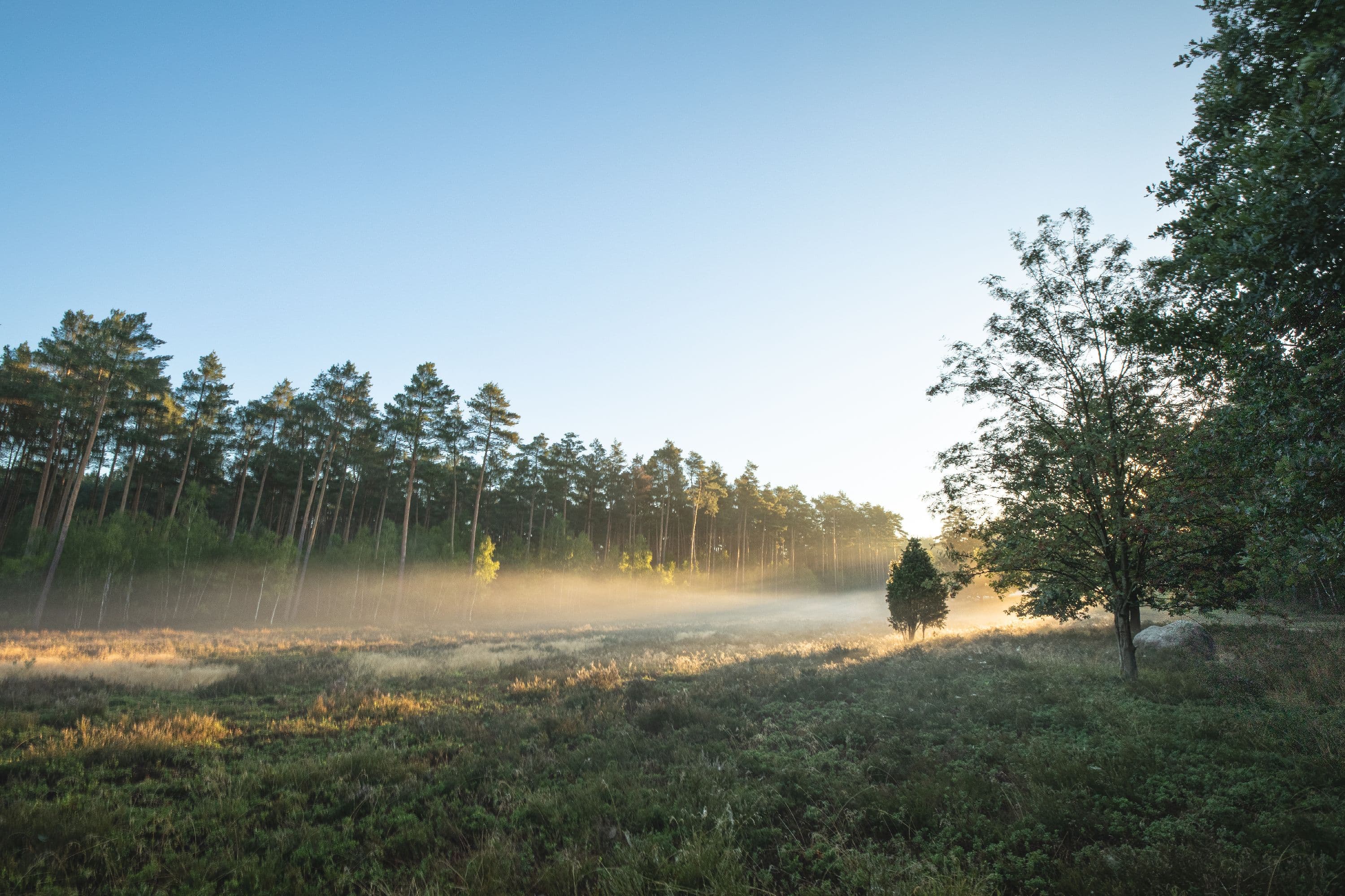 Meissendorfer Heidefläche Südheide
