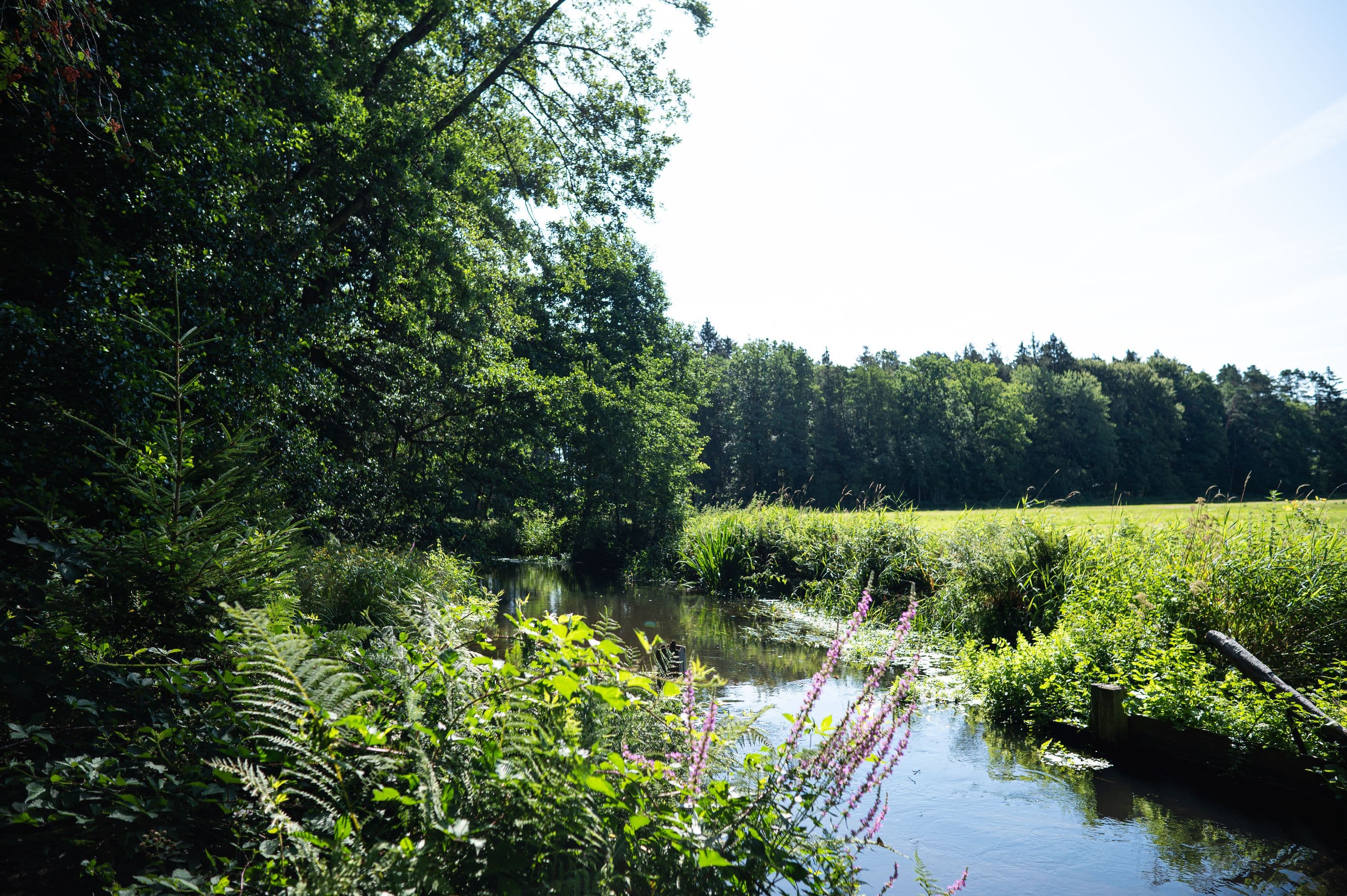 Viele kleine Flüsse führen durch die Südheide, ideal für Wandertouren