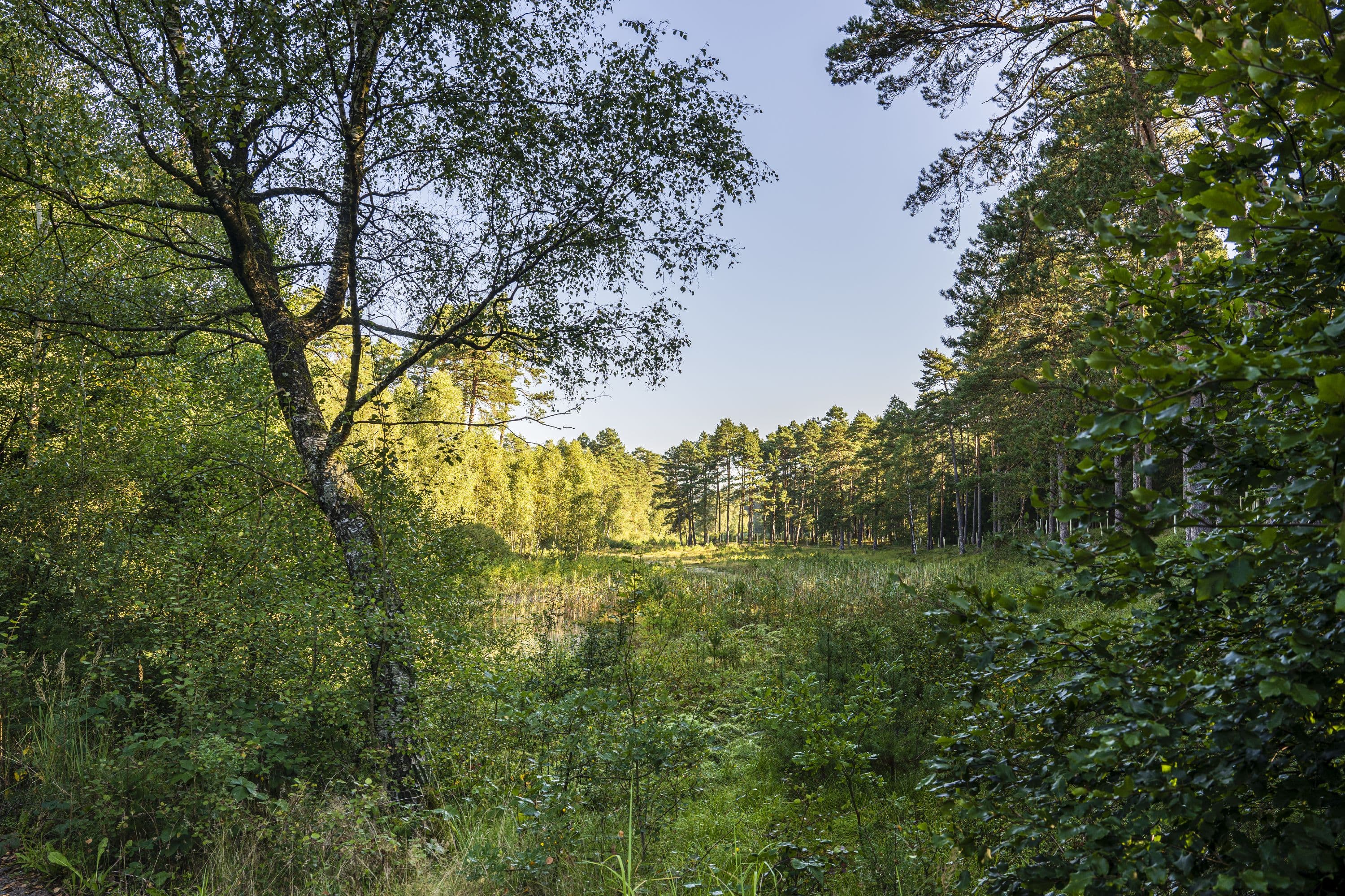 Blick auf den Quellbereich der Lutter auf dem Rundwanderweg