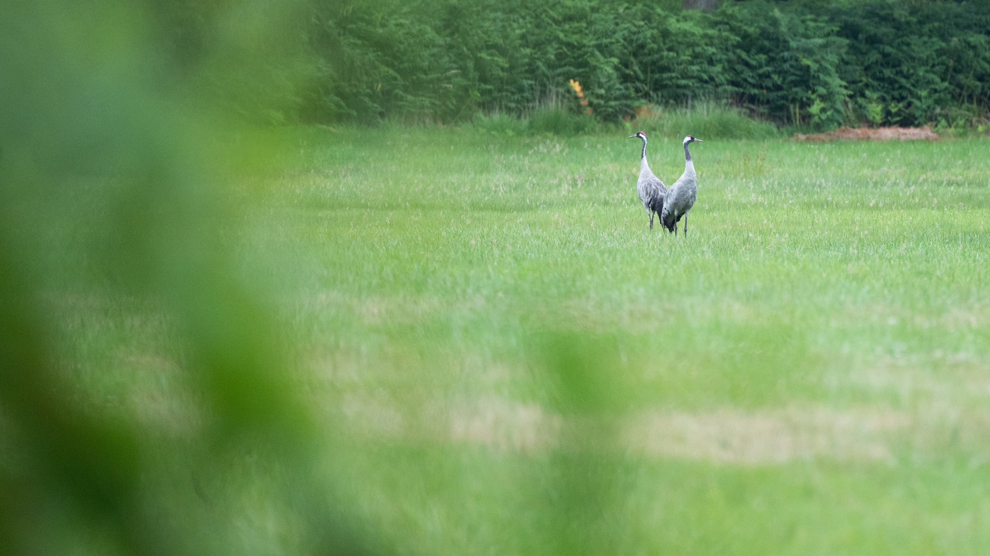 W14 Wanderparadies Südheide Wanderweg