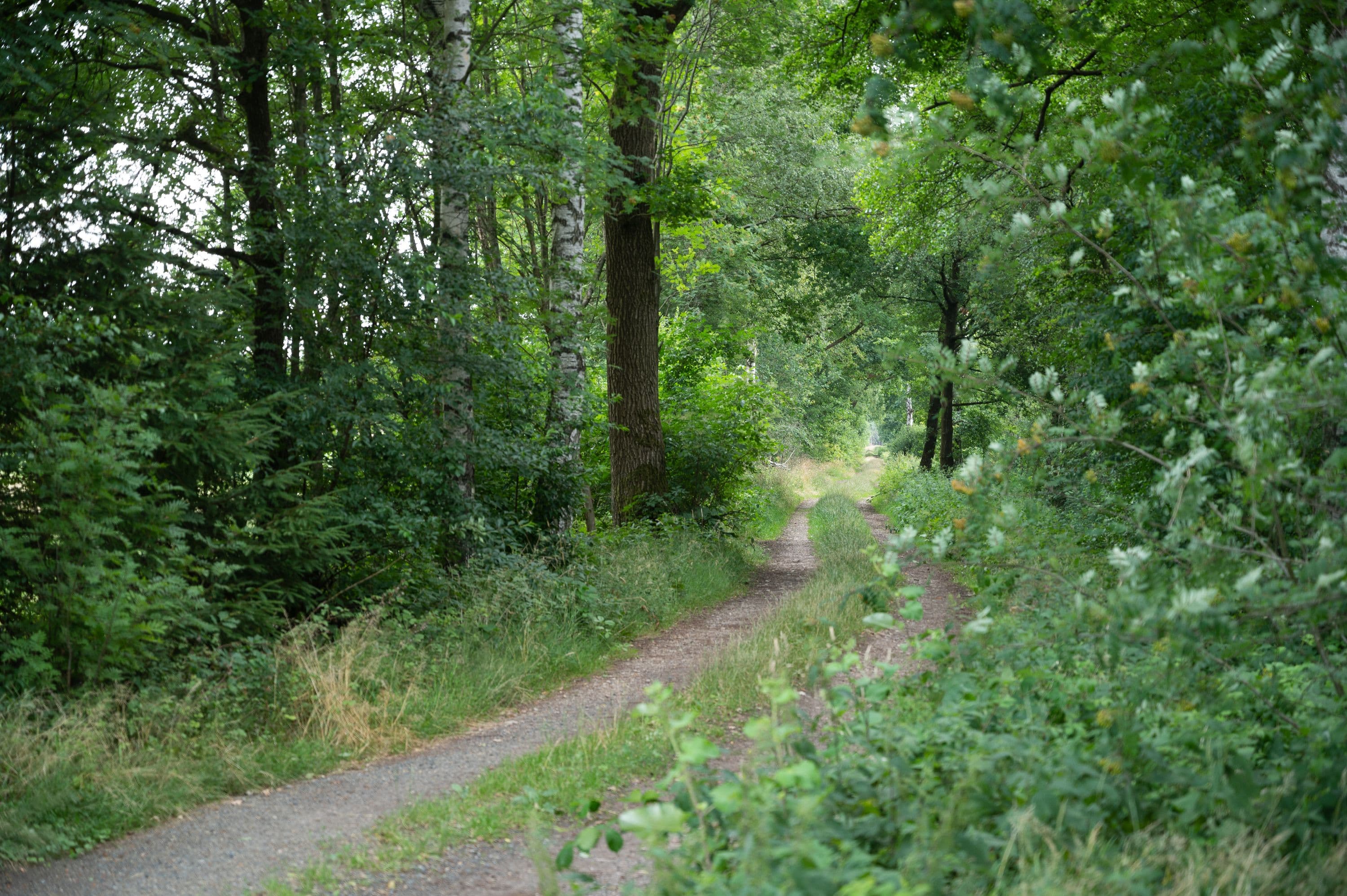 Wandern durch dichte Waldgebiete der Lüneburger Heide
