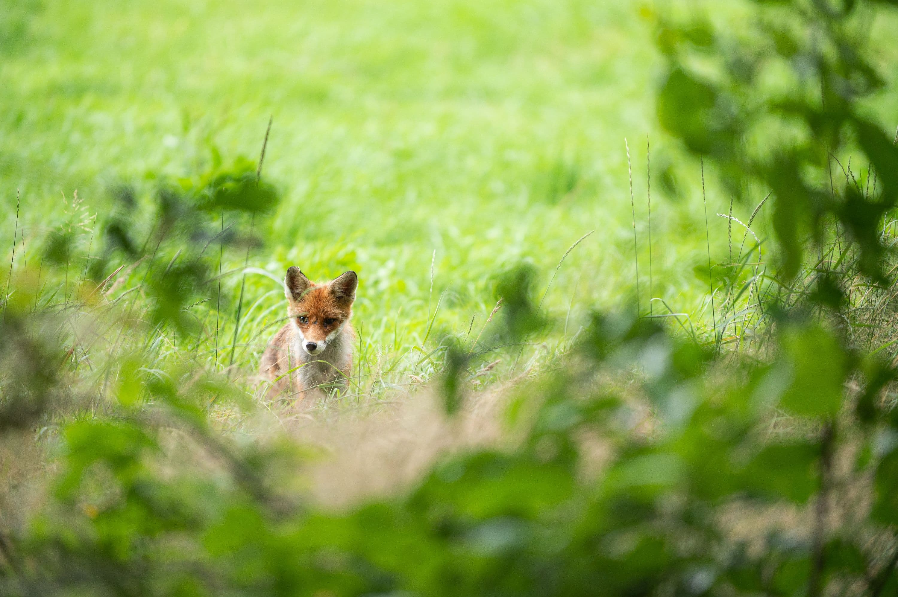 Wandern durch teils unberührte Natur mit Wildbeobachtungen