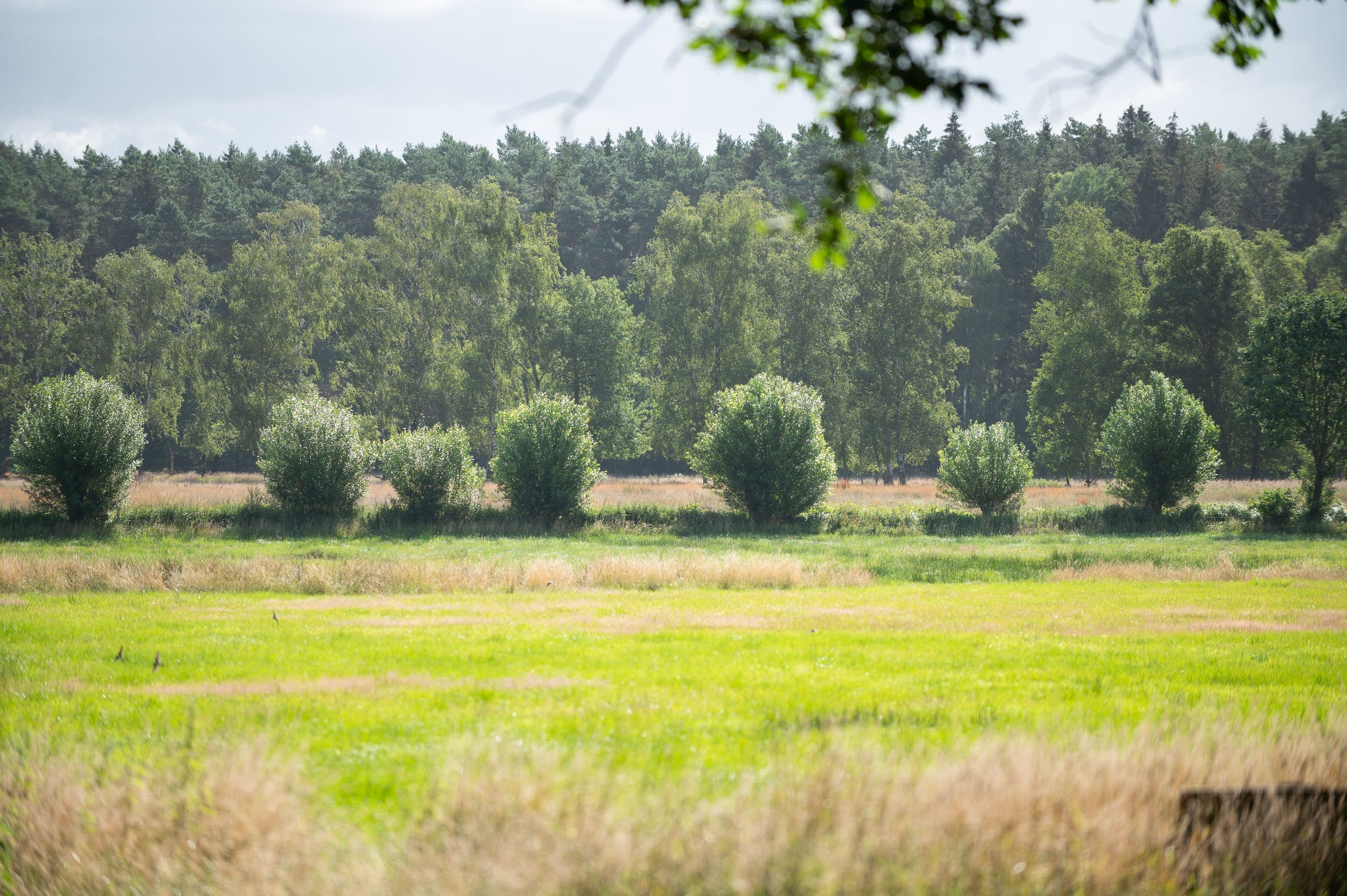 Wandern durch weite Feld- und Wiesenlandschaften in der Südheide