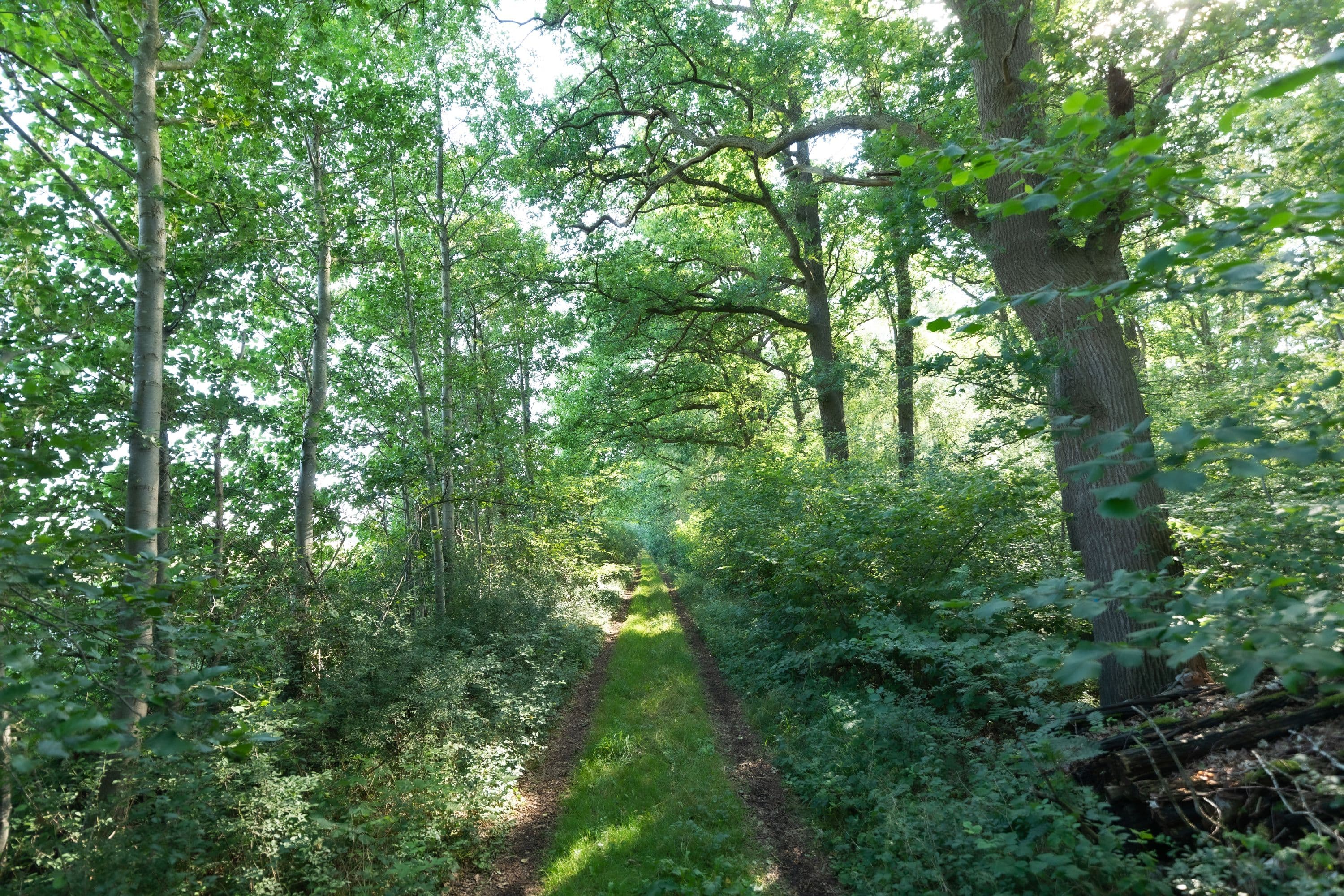 W23 Wanderparadies Südheide Wanderweg