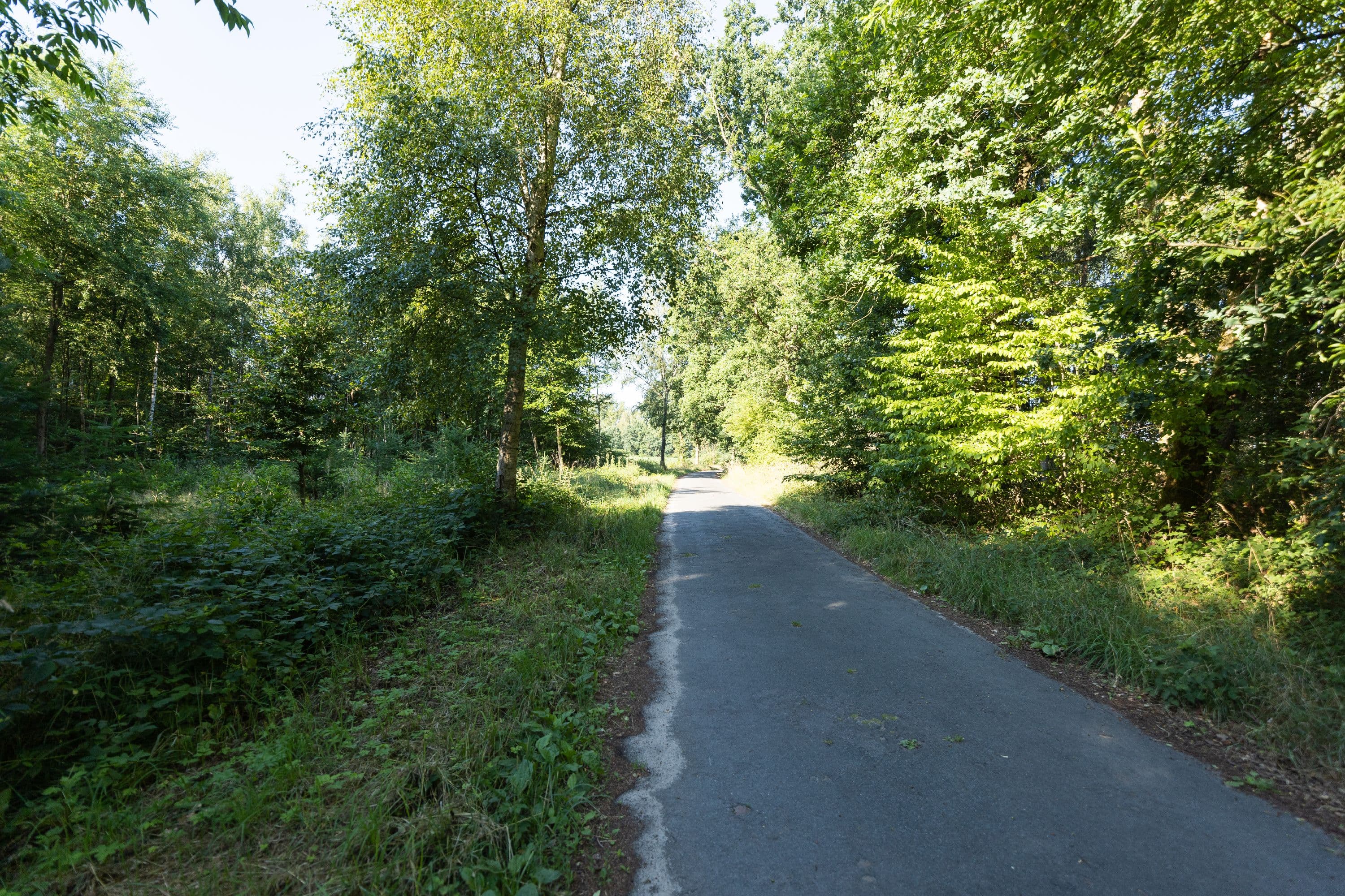 W23 Wanderparadies Südheide Wanderweg