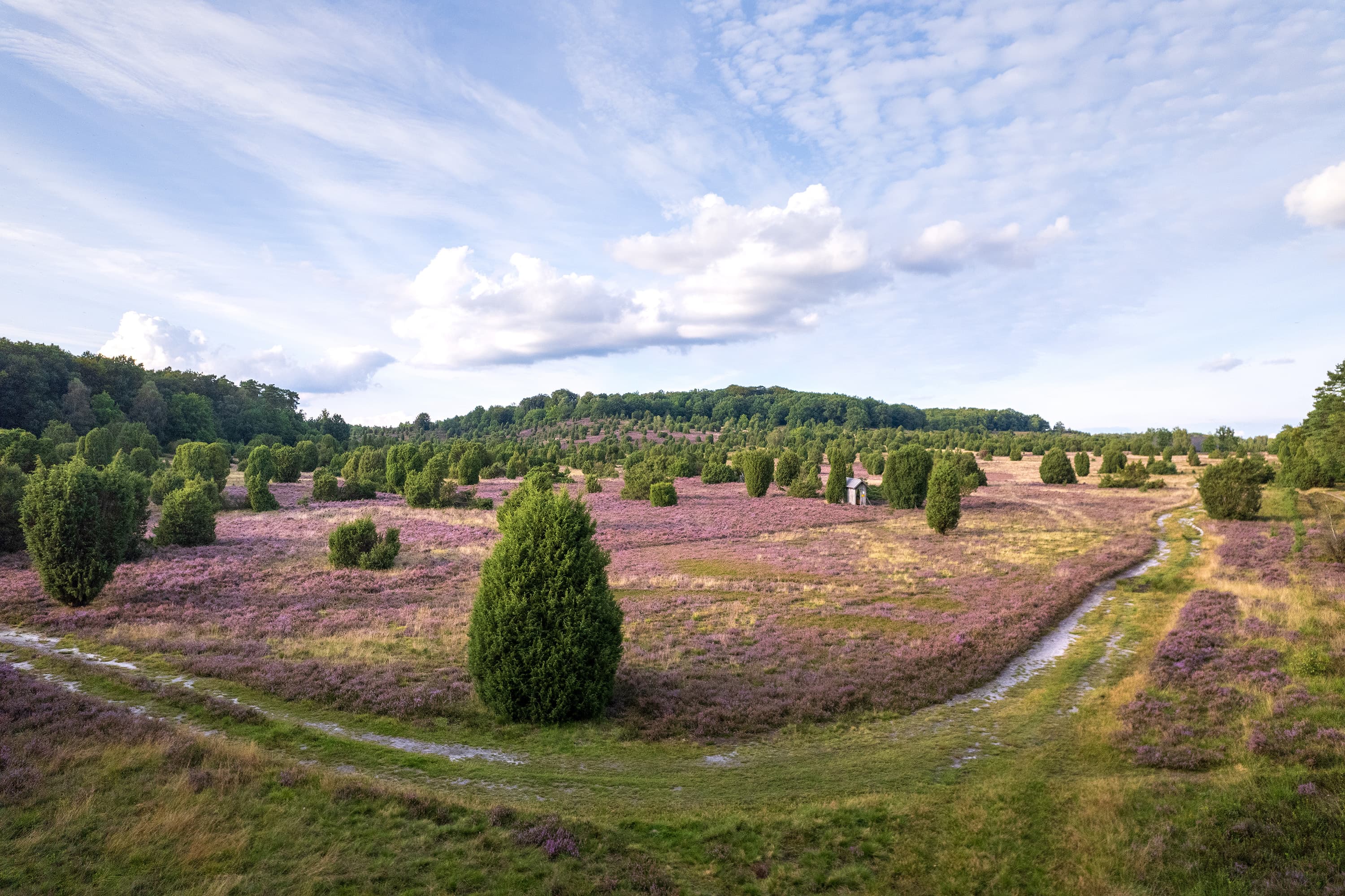 Wandern durch die blühende Heide am Steingrund auf der Heideschleife Wilseder BergHiking through the blooming heath at the Steingrund on the Wilseder Berg heath loopVandring gennem den blomstrende hede ved Steingrund på Wilseder Berg hedesløjfeWandelen door de bloeiende heide bij de Steingrund op de Wilseder Berg heideloop