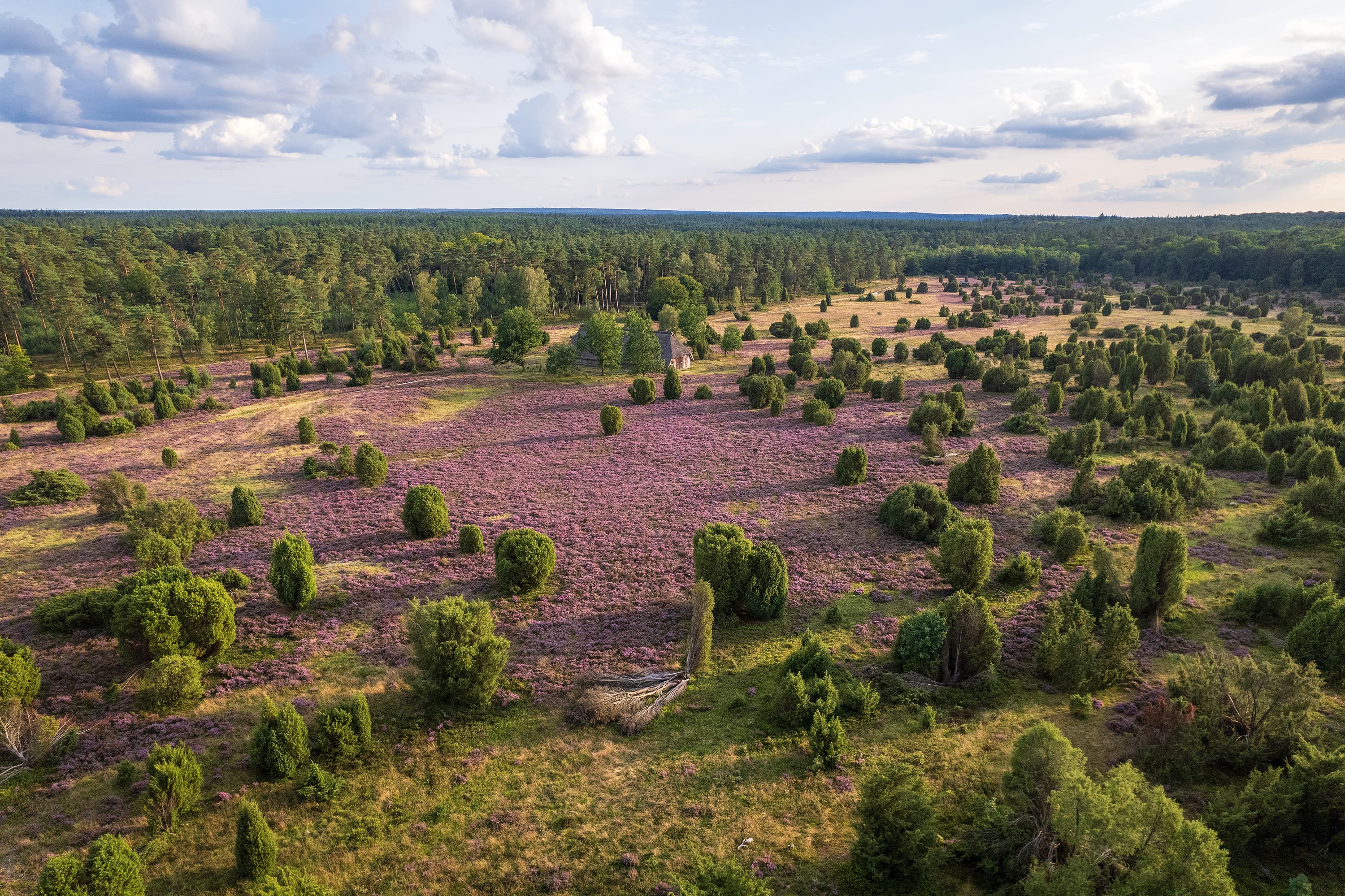Blick über die abwechslungsreiche Heidelandschaft am Steingrund