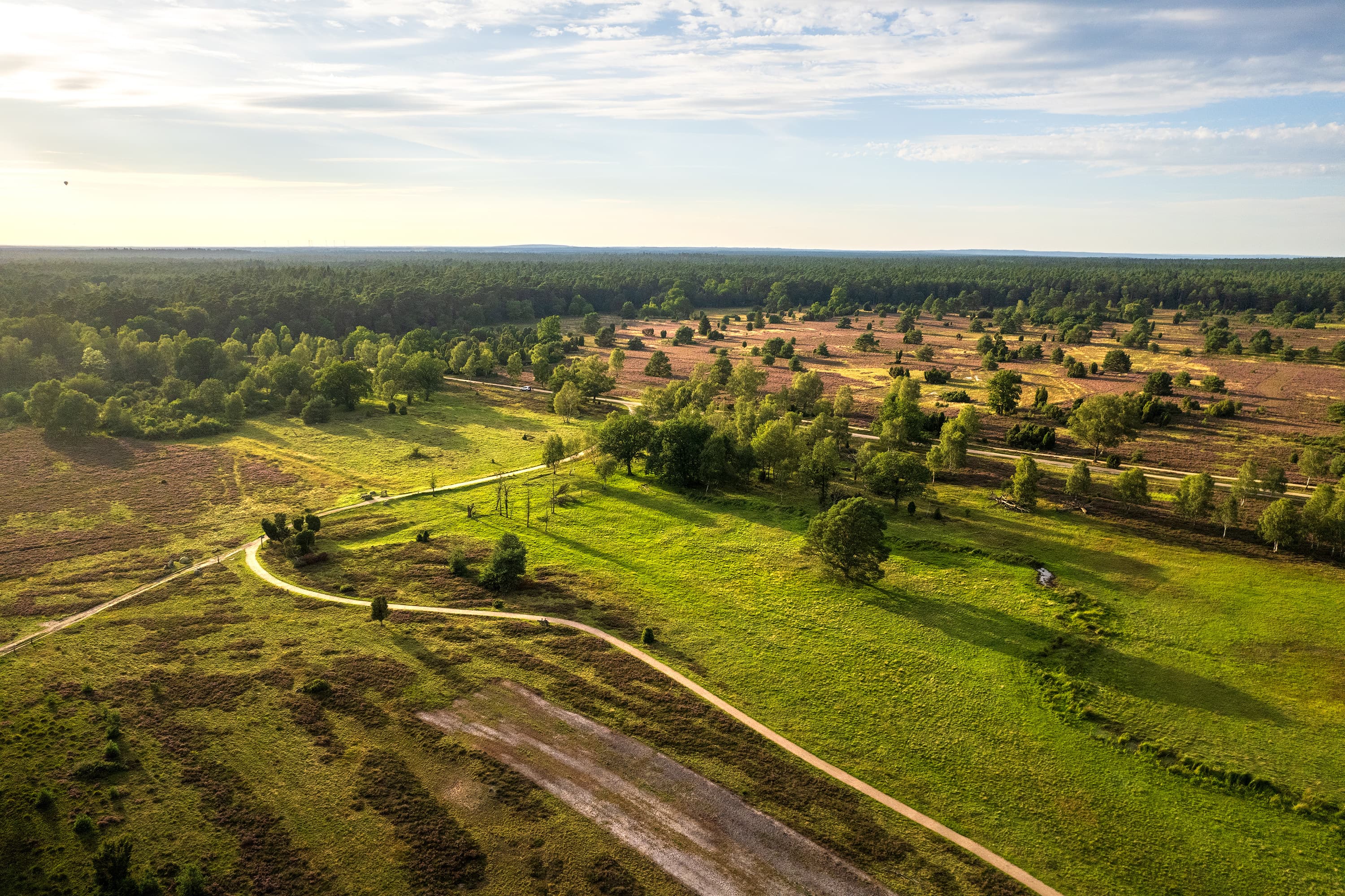 Wanderweg durch Heidefläche am Suhorn zur Heideblüte