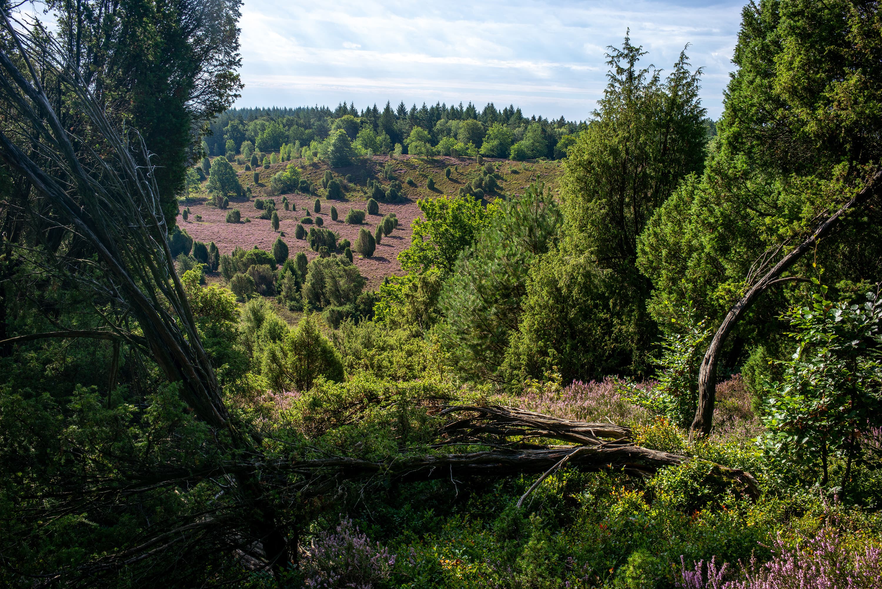 Wandern zum Totengrund zur Heideblüte