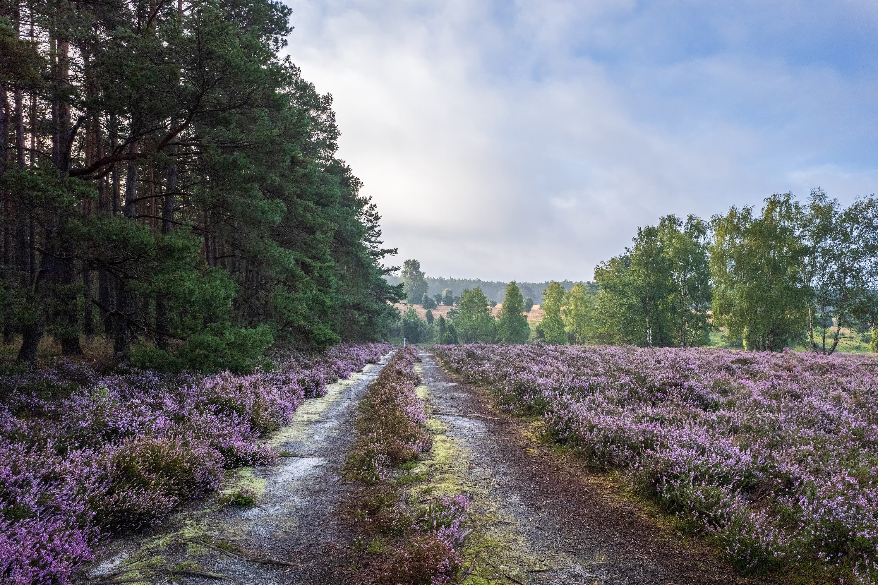 Wandern auf den Schillohsberg zur Heideblüte