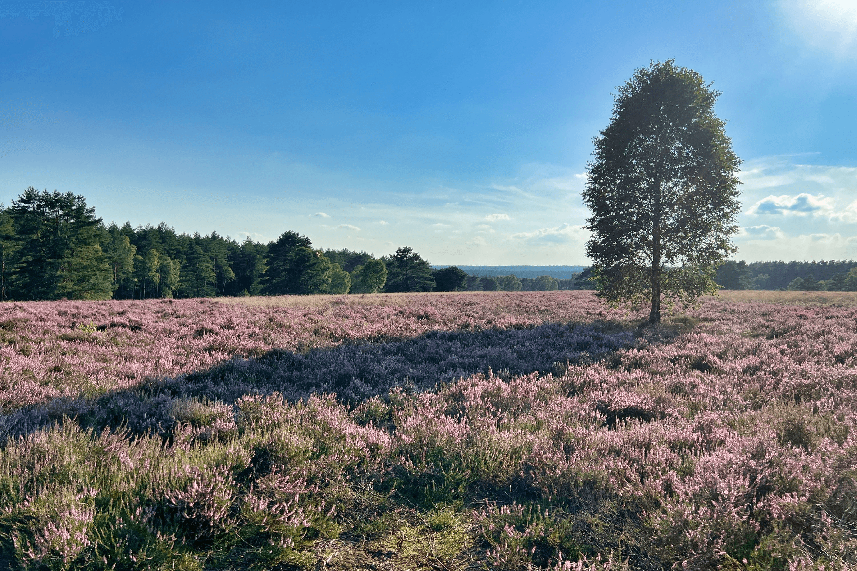 Wandern mit herrlichem Weitblick auf dem Schillohsberg
