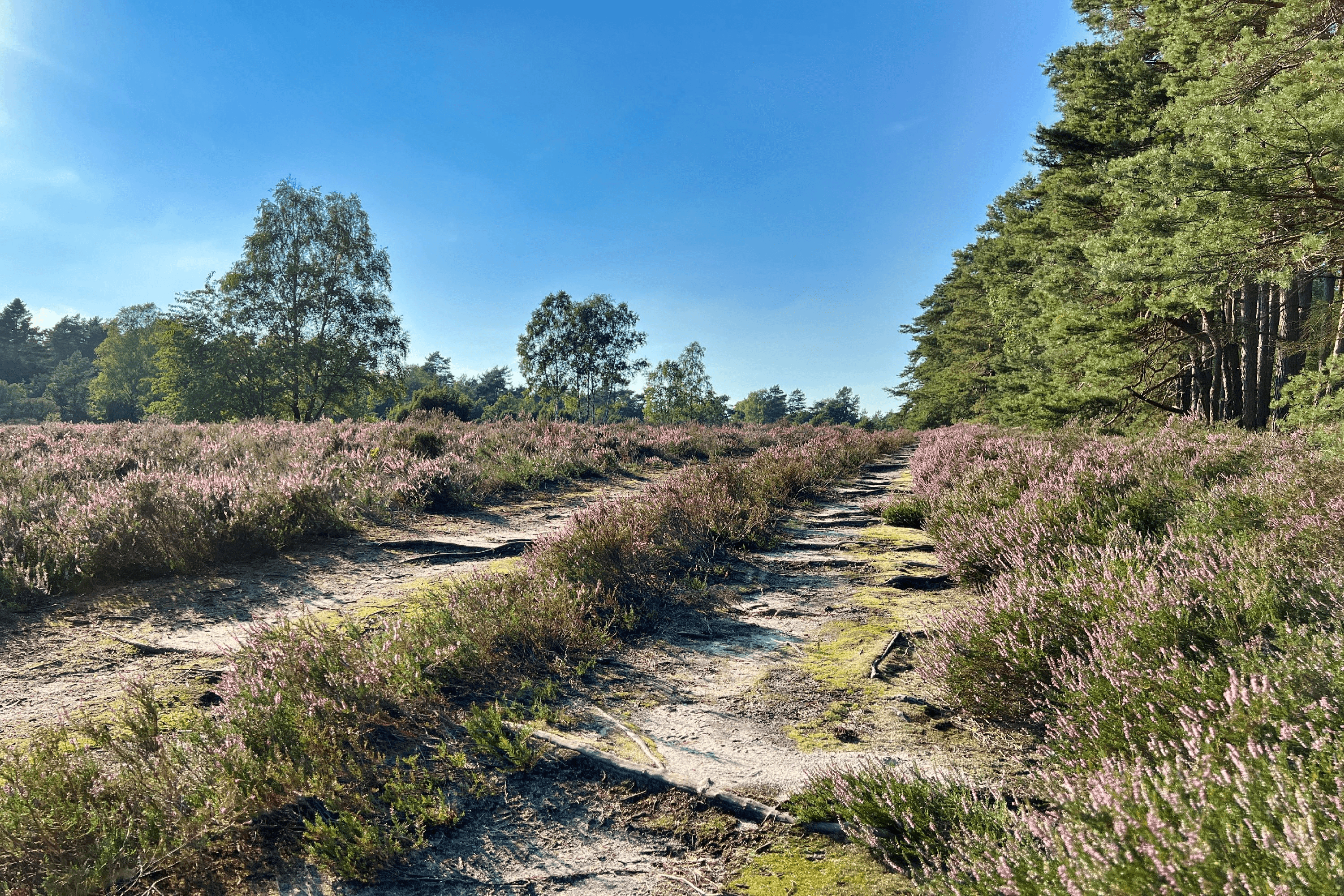 Wandern entlang der blühenden Heidefläche am Schillohsberg