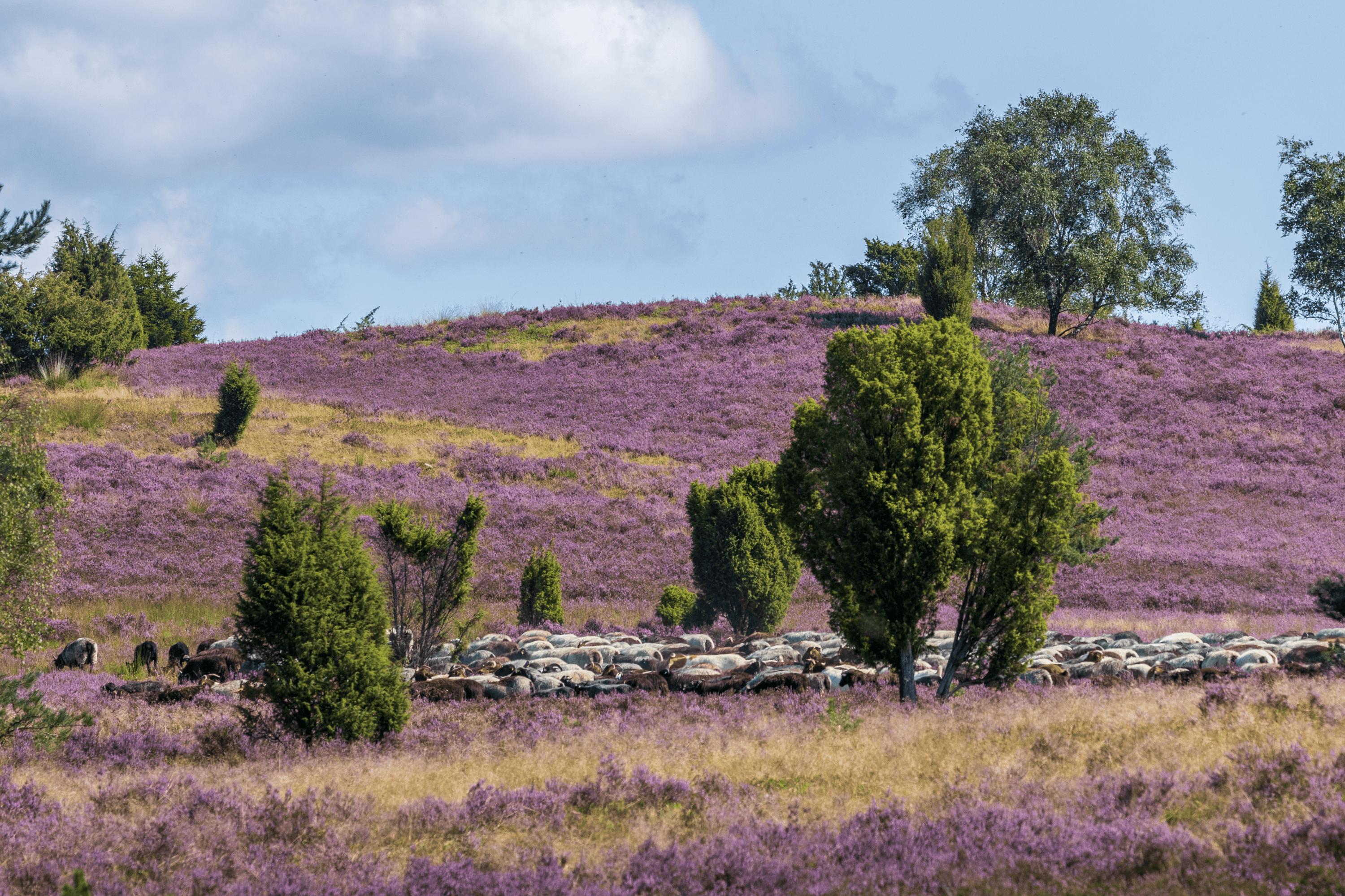 Der Wilseder Berg ist das Zentrum des Naturschutzgebiets lüneburger heide