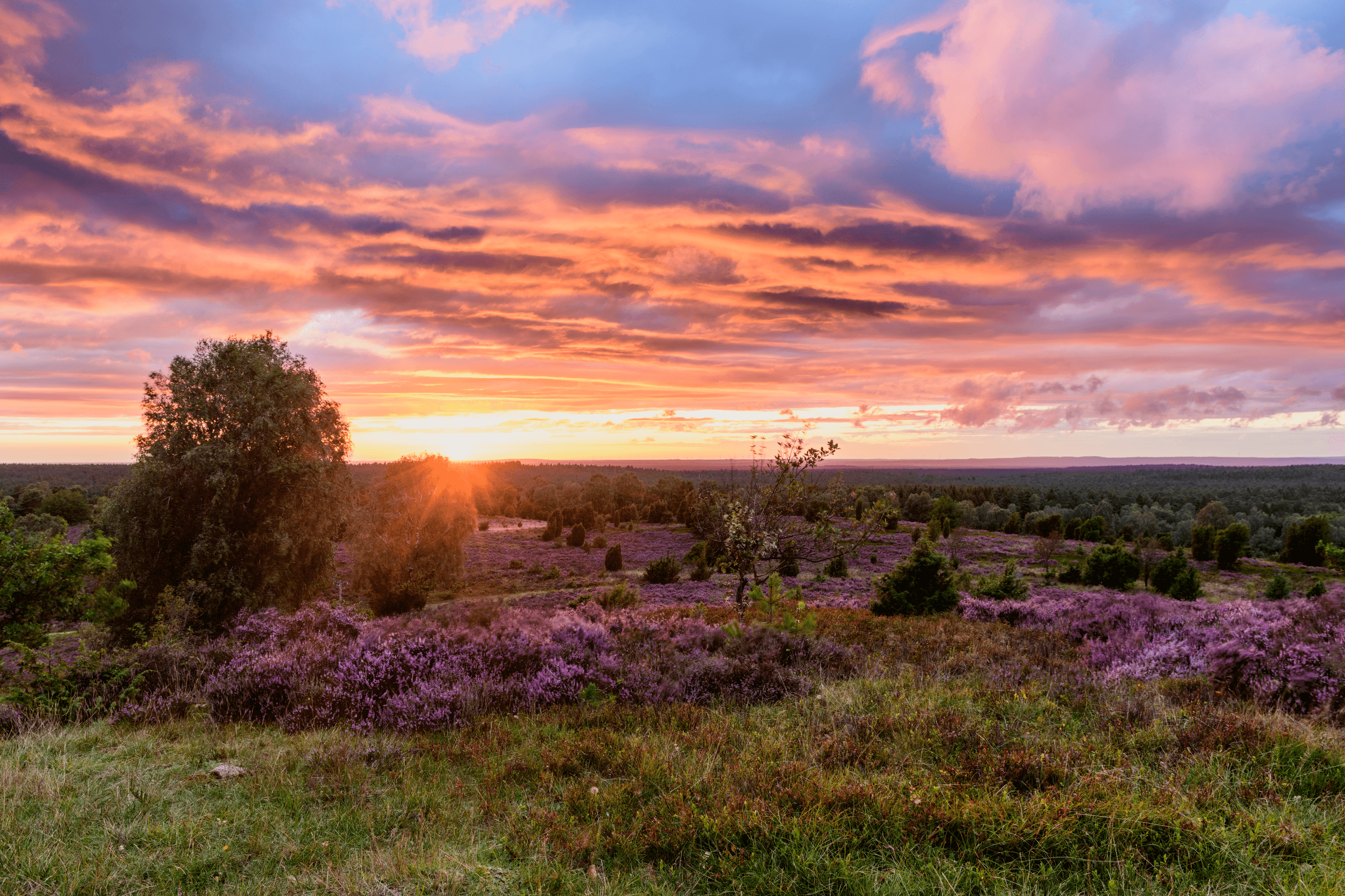 Einer der schönsten Momente ist der Sonnenuntergang auf dem Wilseder Berg