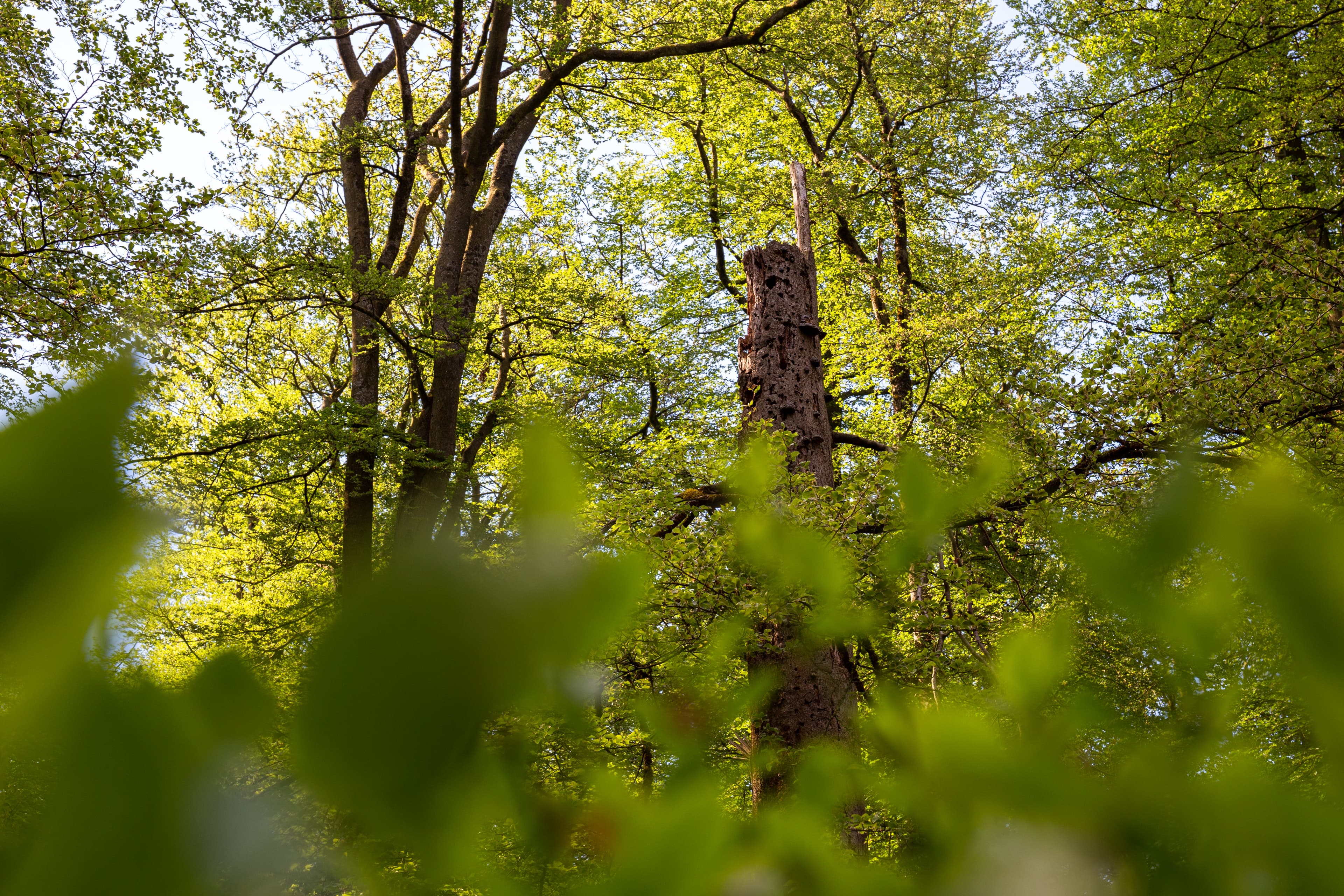 Wald in der Lüneburger Heide