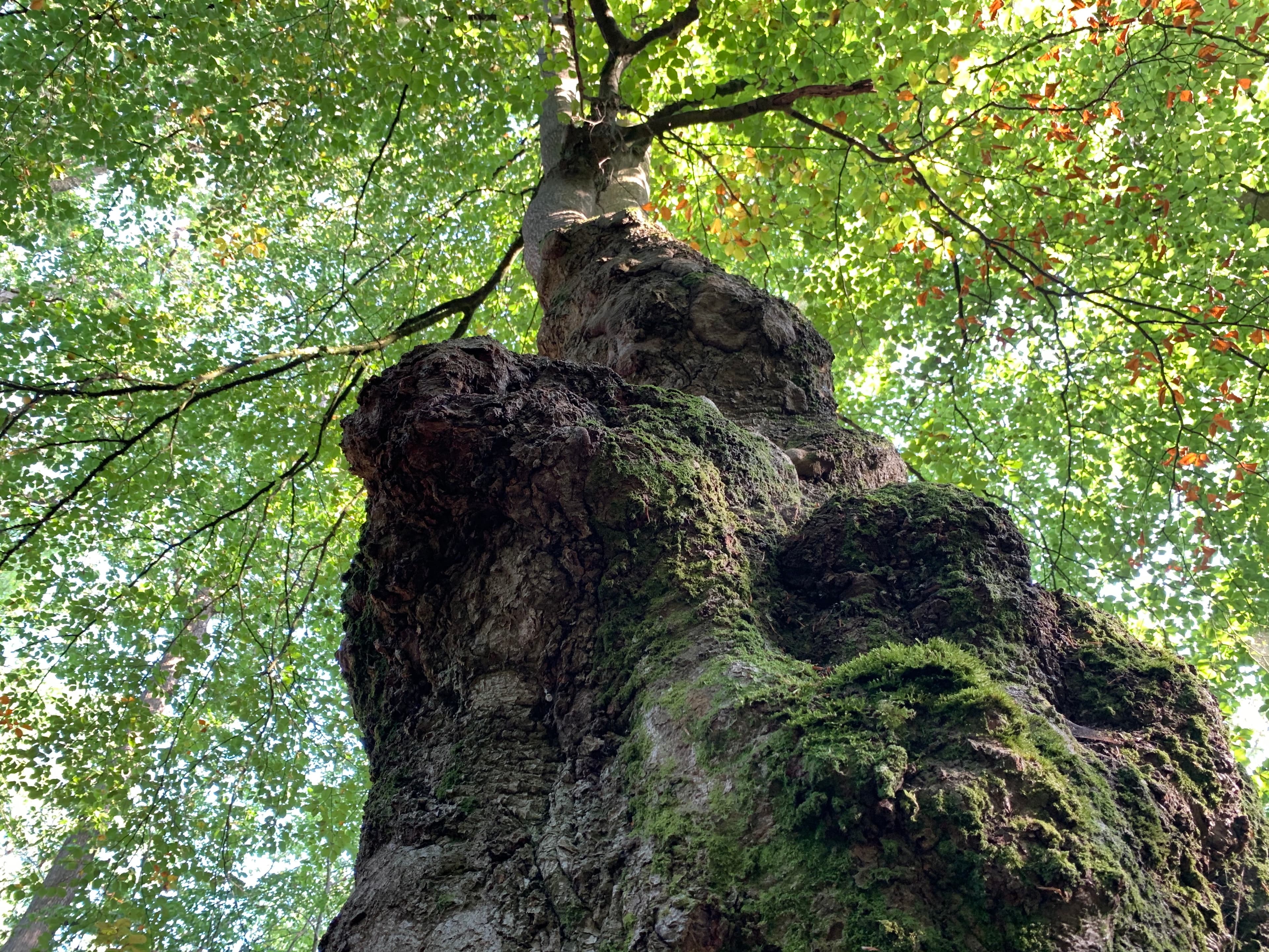 Die Lüneburger Heide ist ein großes Waldgebiet