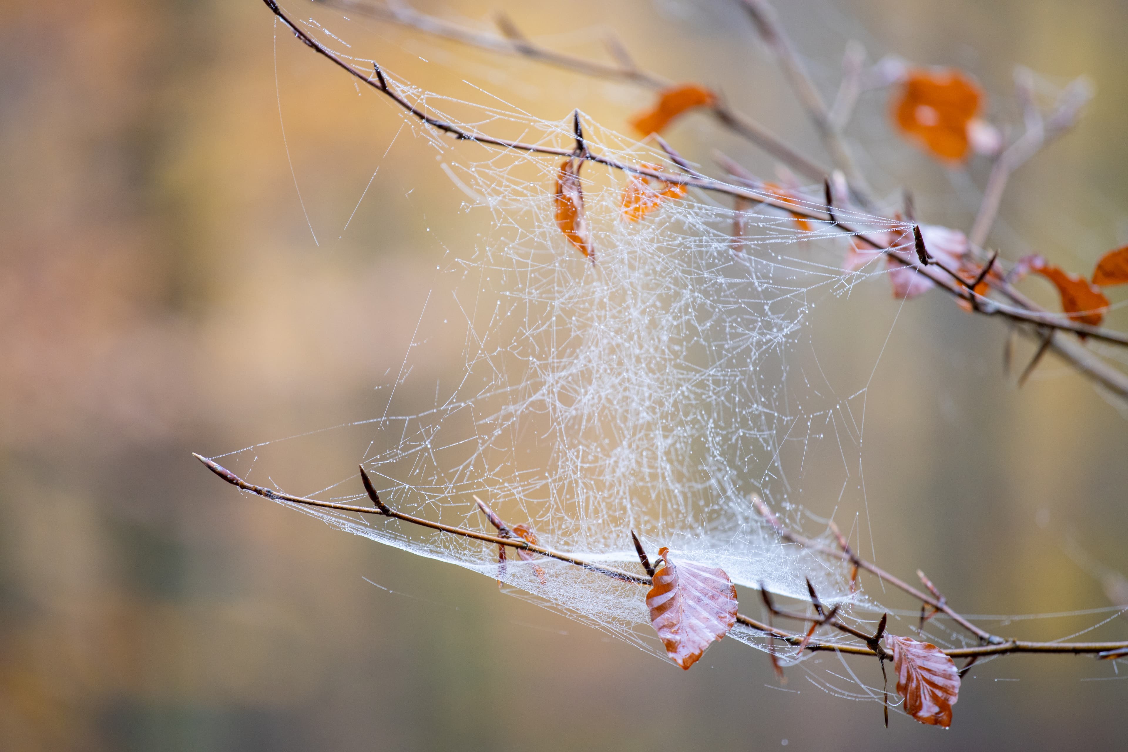 Spinnennetz im Lüsswald