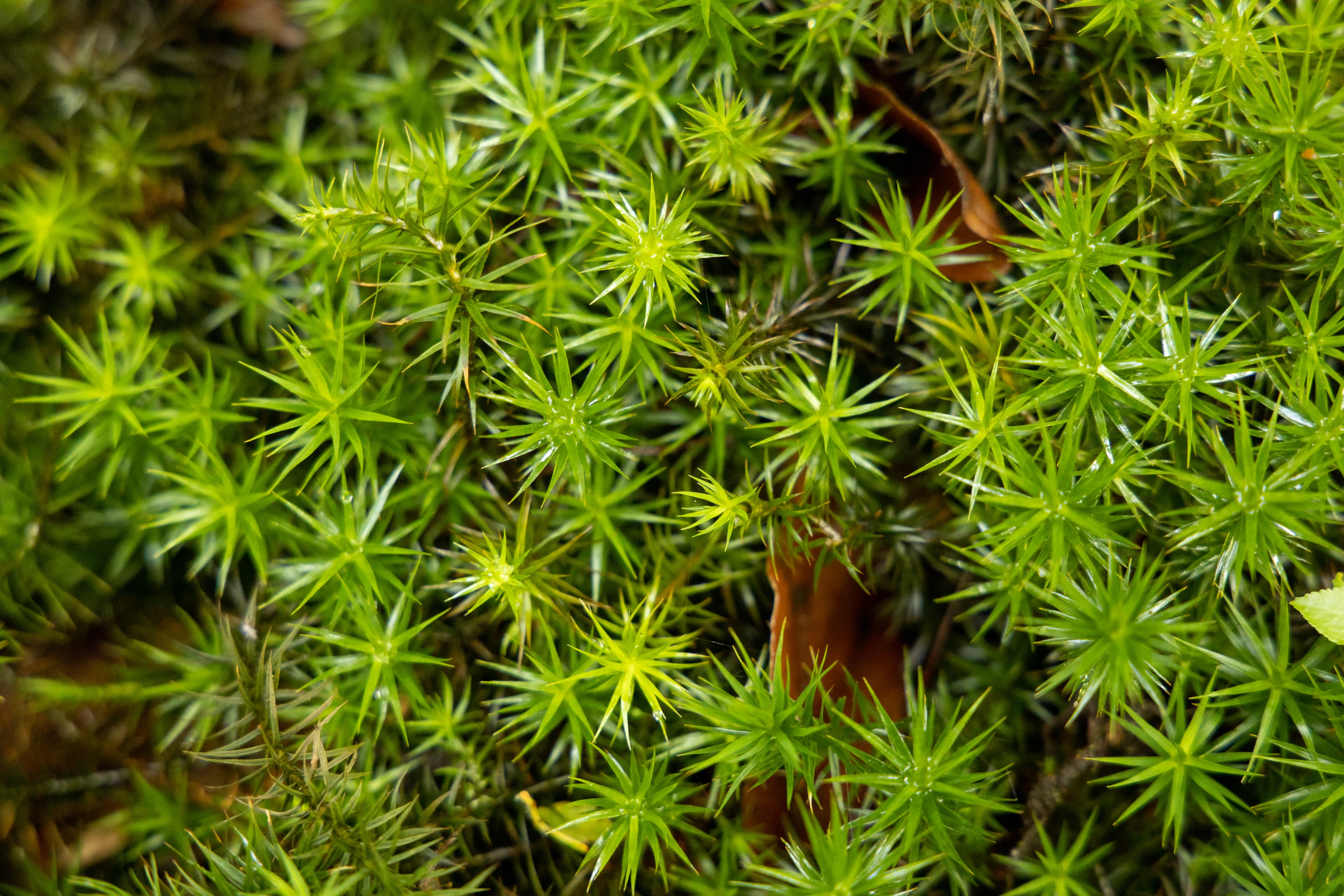 Der Lüsswald bei Unterlüss in der Lüneburger Heide