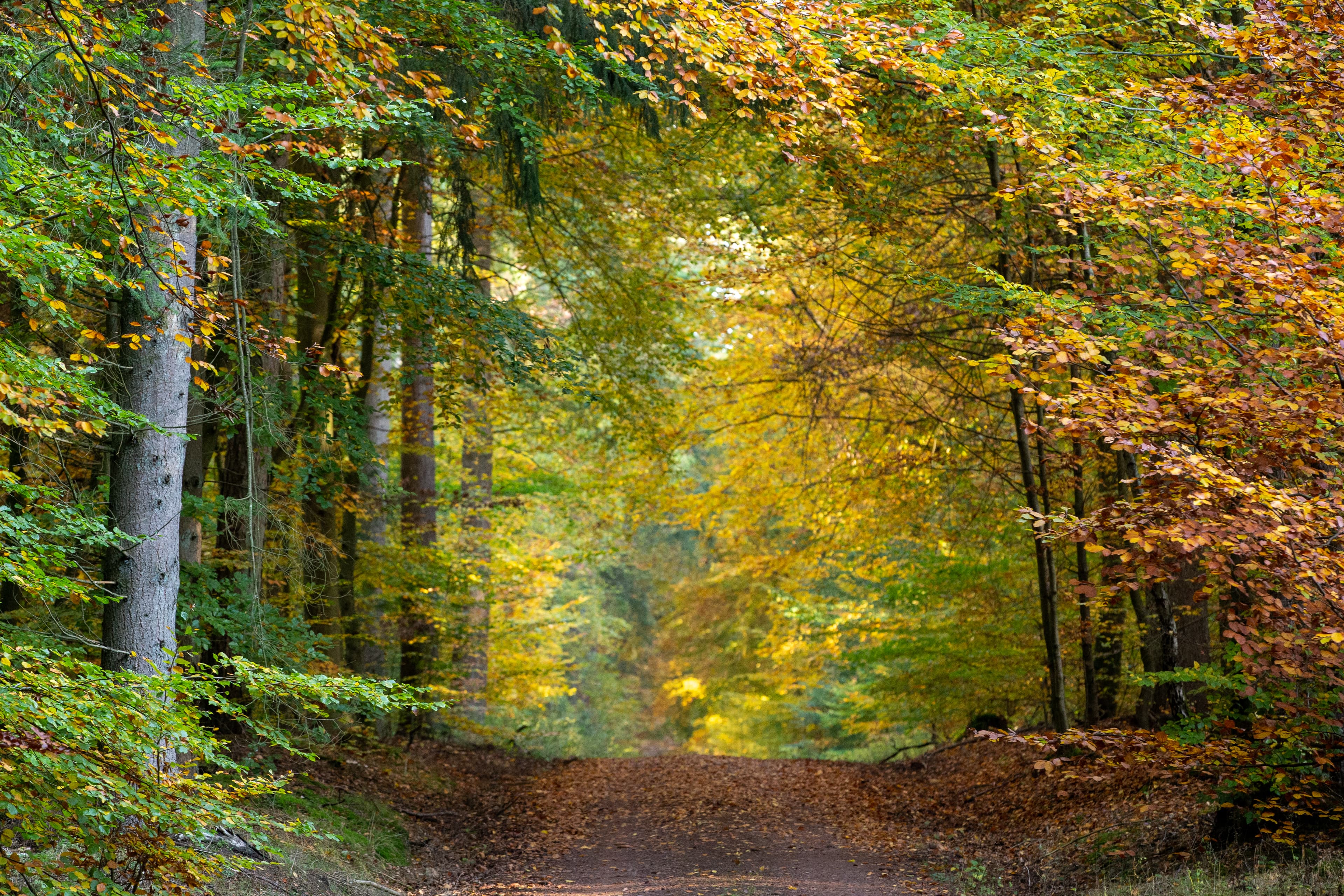 Herbstlicher Lüsswald in Unterlüß in der Lüneburger Heide