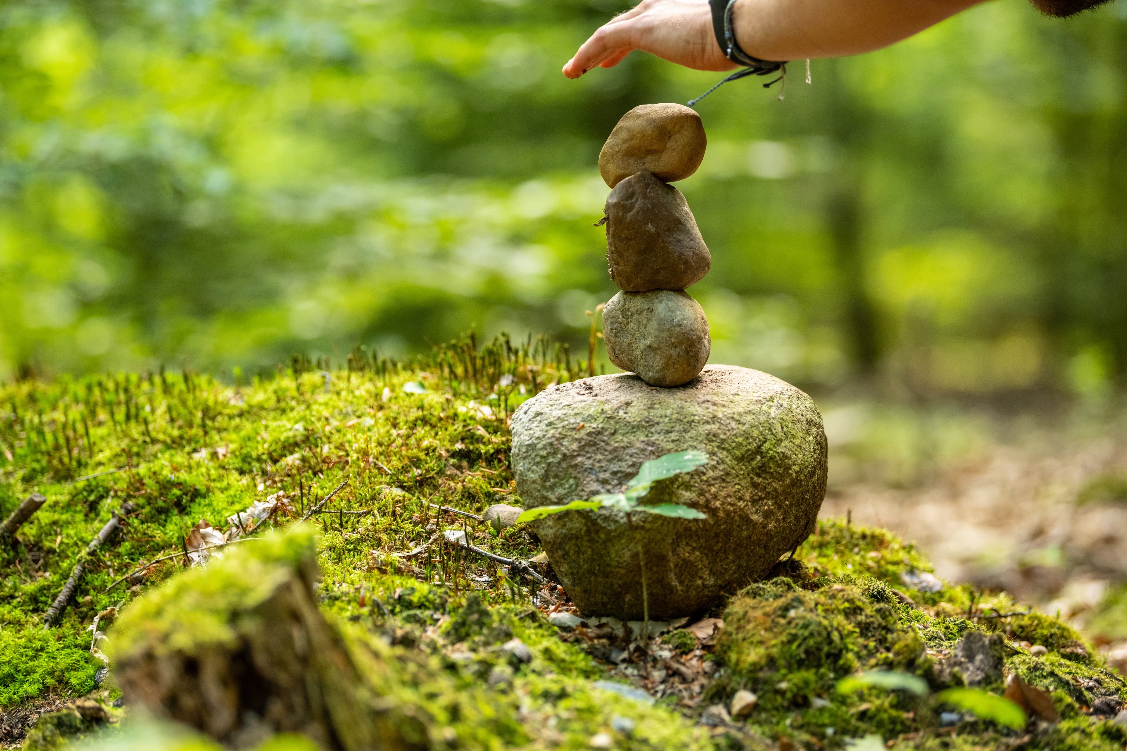 Lüsswald Lüneburger Heide ist ein Urwald