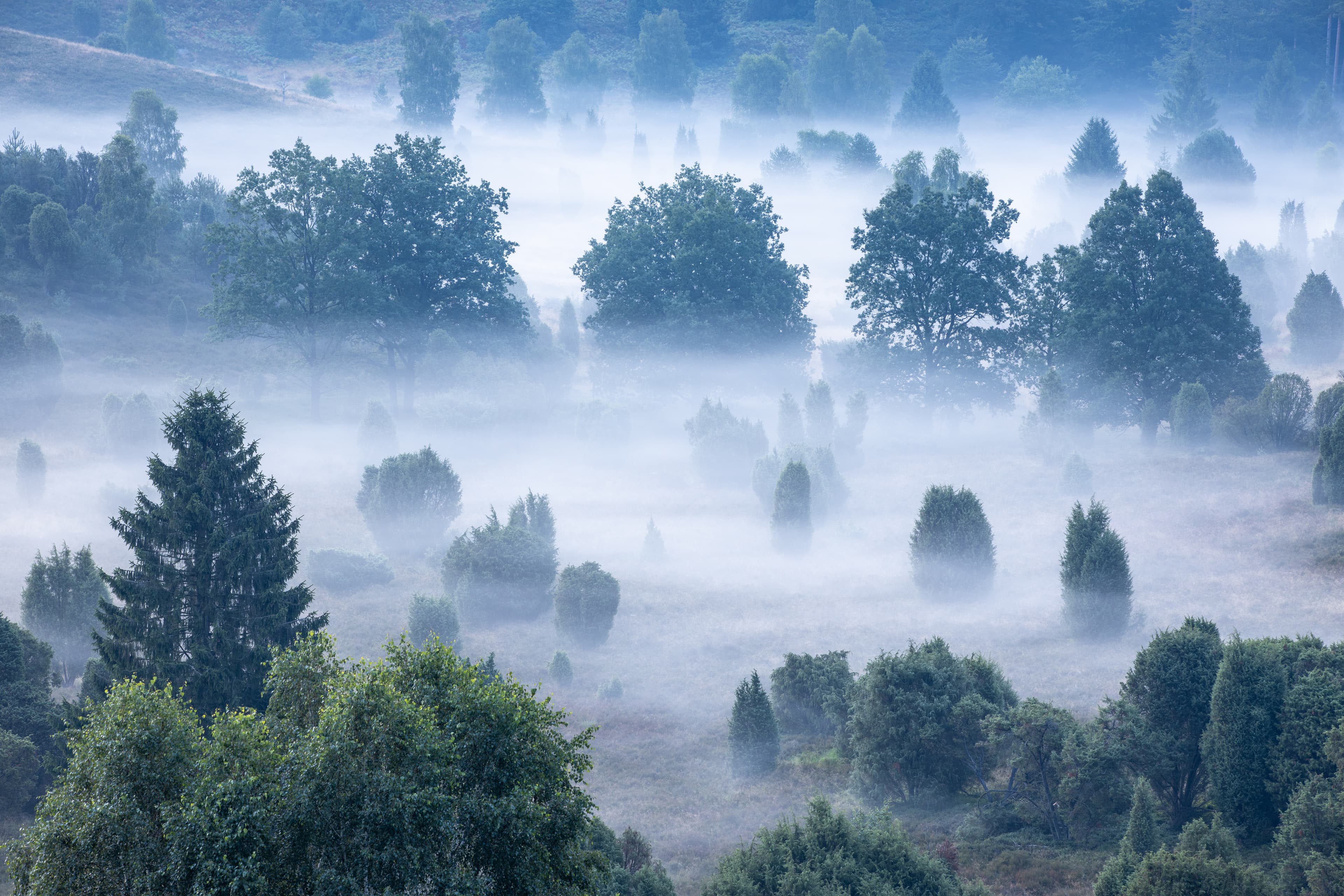 Wanderung zum Totengrund im autofreien Naturschutzgebiet Lüneburger Heidei