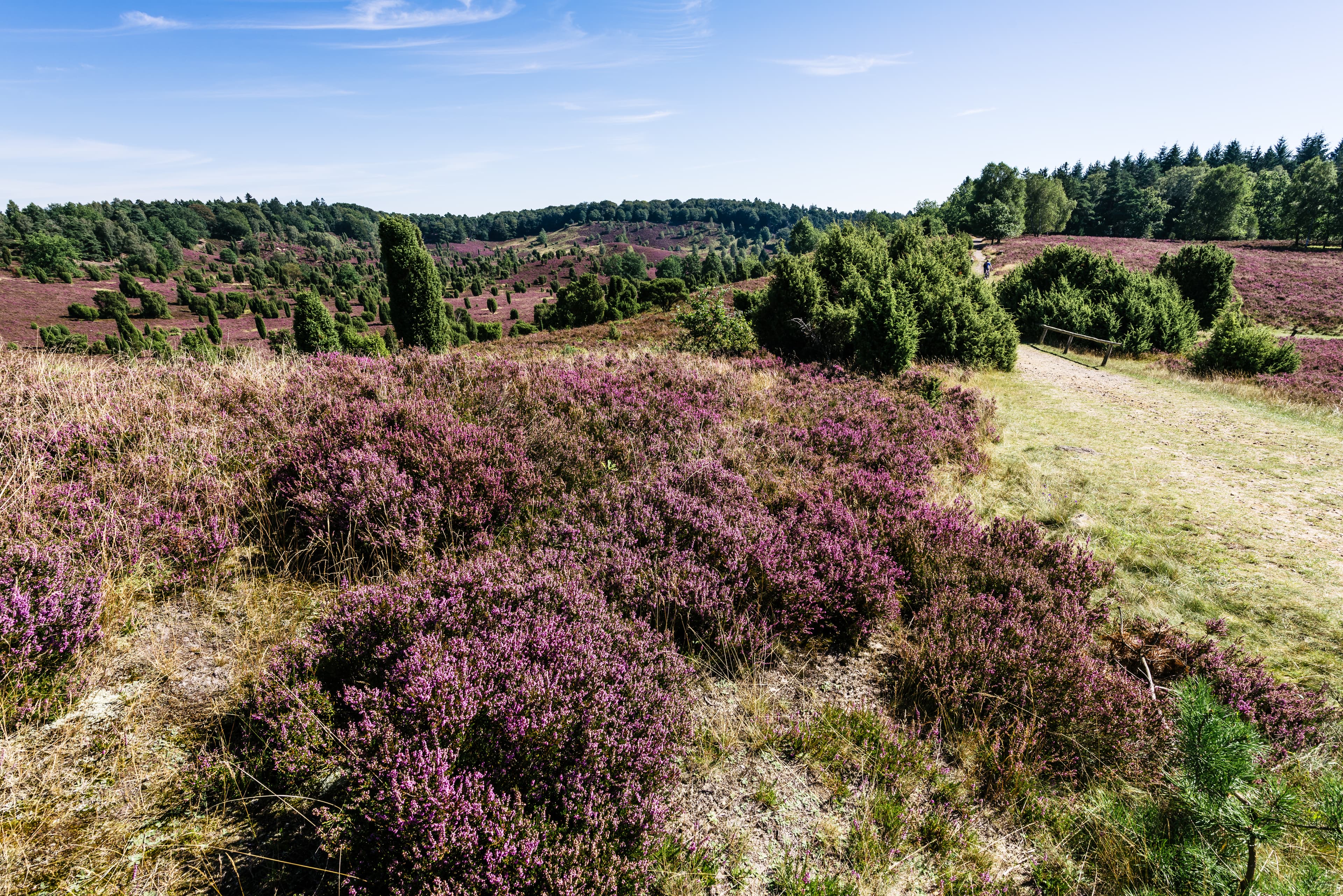 Wanderungen während der heideblüte zum totengrund