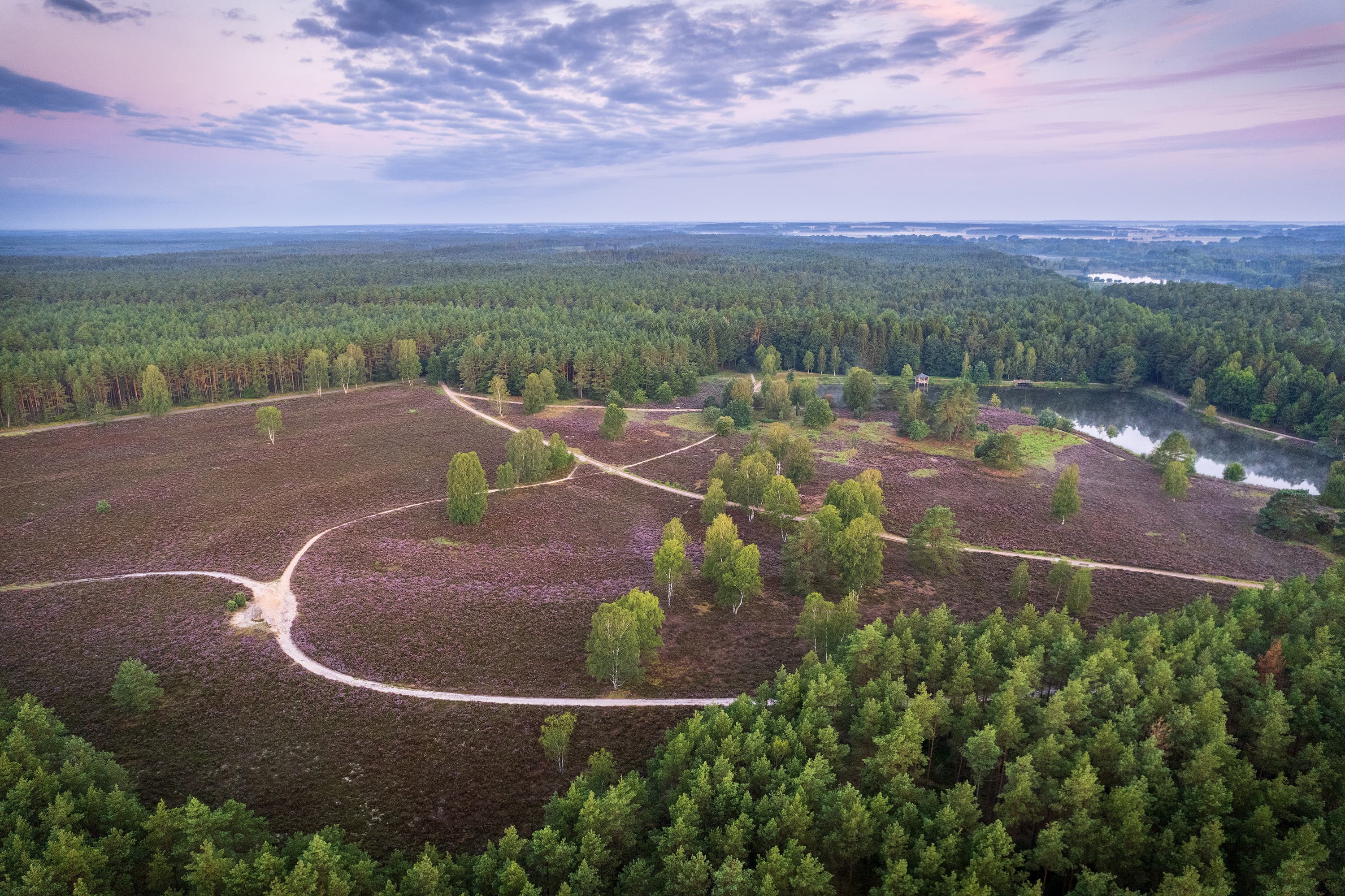 Blick auf die blühende Heide am Angelbecksteich