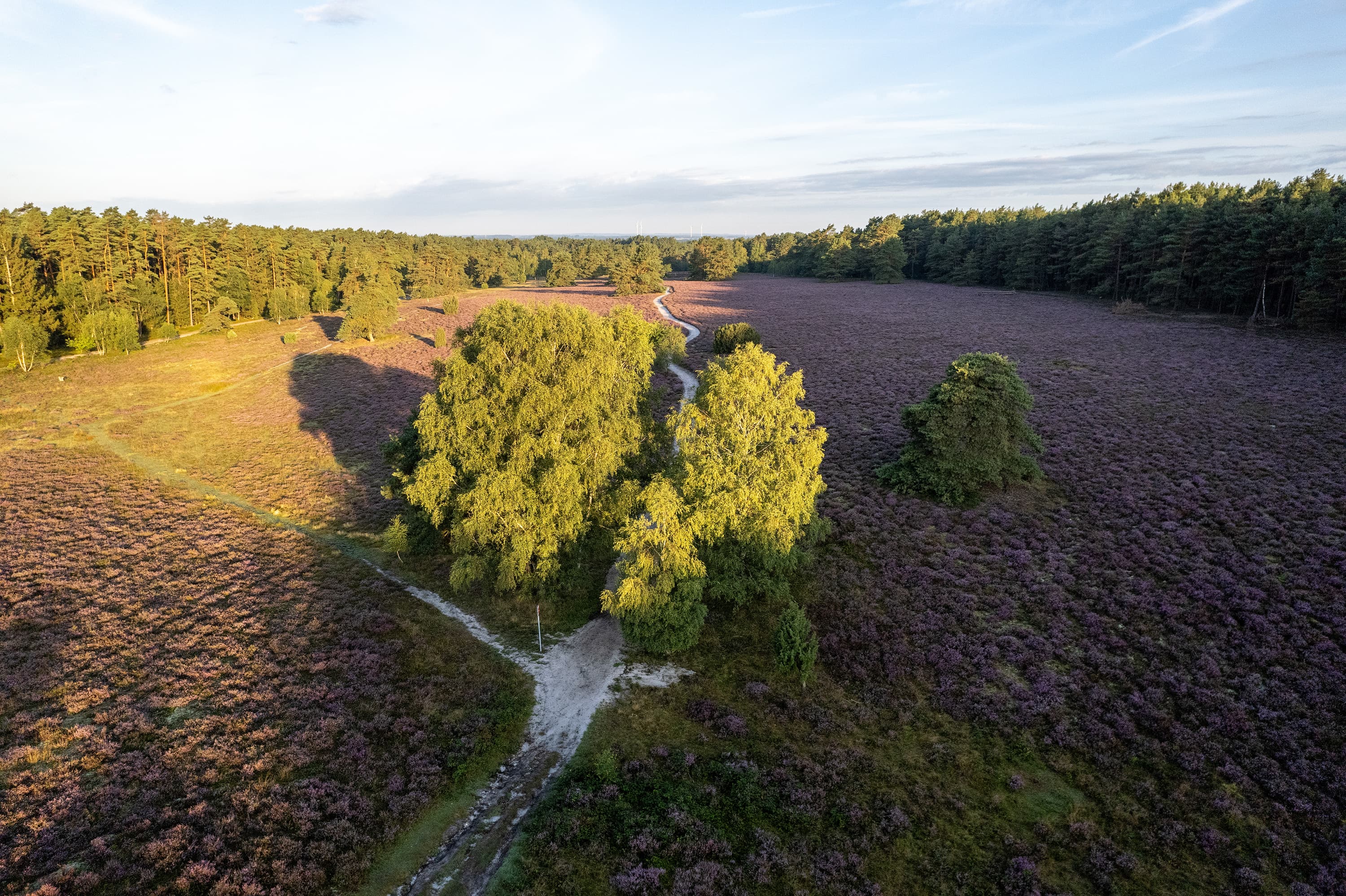 Misselhorner Heide Drohne Luftaufnahme HeideblüteMisselhorn Heath drone aerial view of heather blossomMisselhorn Heath drone-luftfoto af lyngblomstringMisselhorn Heath drone luchtfoto van heidebloesem