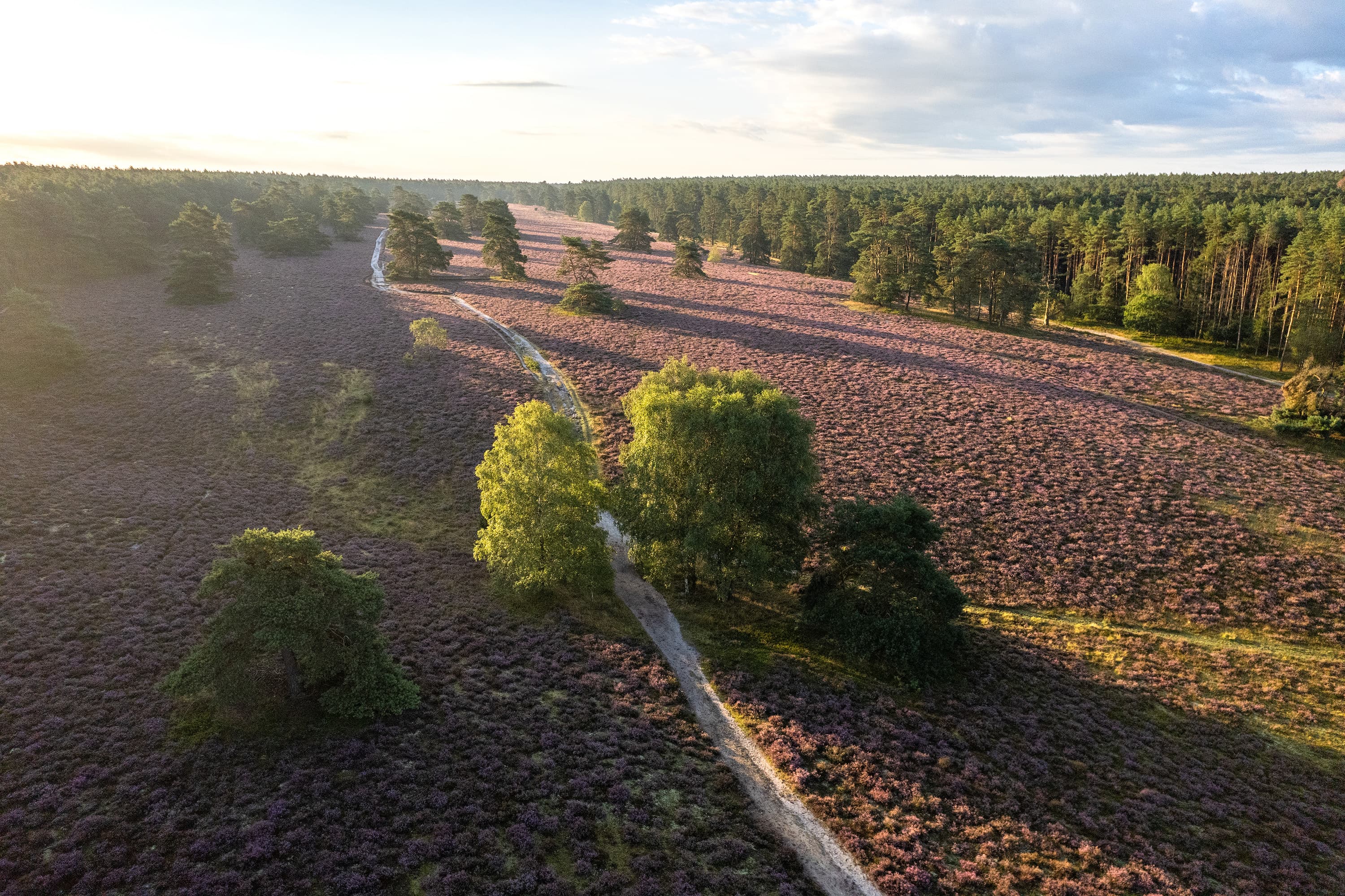 Misselhorner Heide Drohne Luftaufnahme HeideblüteMisselhorn Heath drone aerial view of heather blossomMisselhorn Heath drone-luftfoto af lyngblomstringMisselhorn Heath drone luchtfoto van heidebloesem