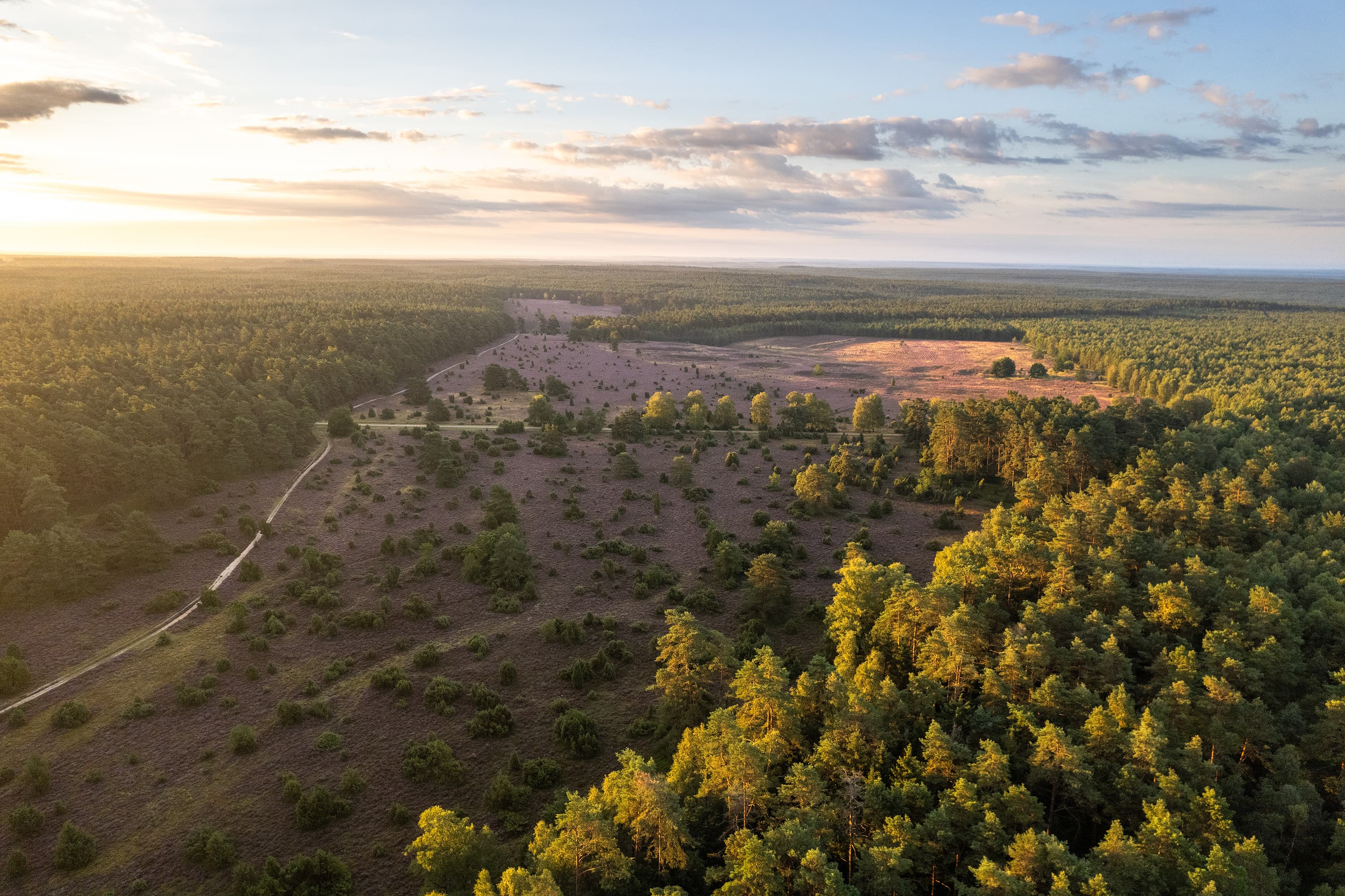 Hermannsburg Tiefental Drohne Luftaufnahme Heideblüte SuedheideHermannsburg Tiefental drone aerial view Heideblüte SuedheideHermannsburg Tiefental drone luftfoto lyngblomst SuedheideHermannsburg Tiefental drone luchtfoto heidebloesem Suedheide