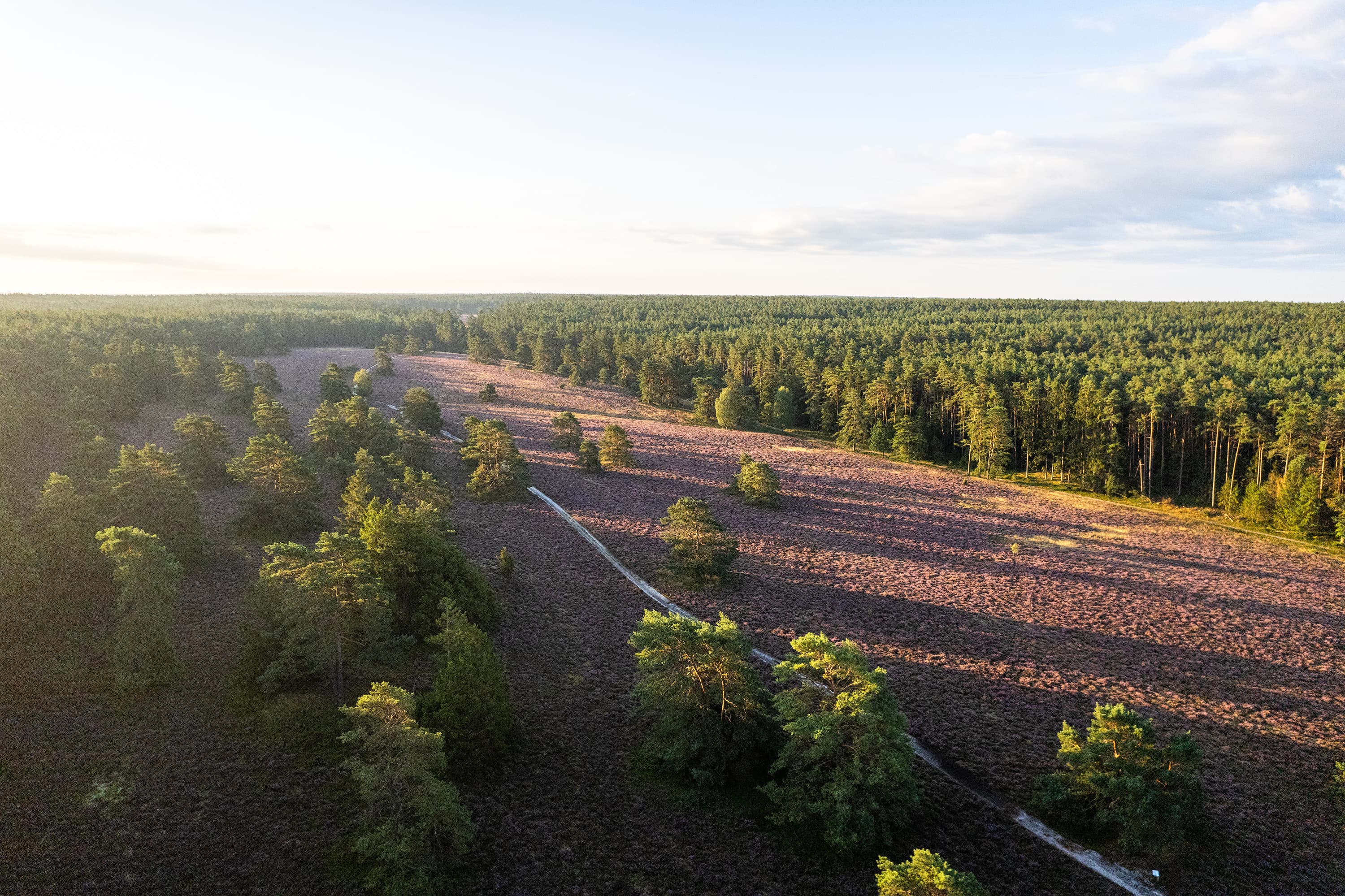 Misselhorner Heide Drohne Luftaufnahme Heideblüte
