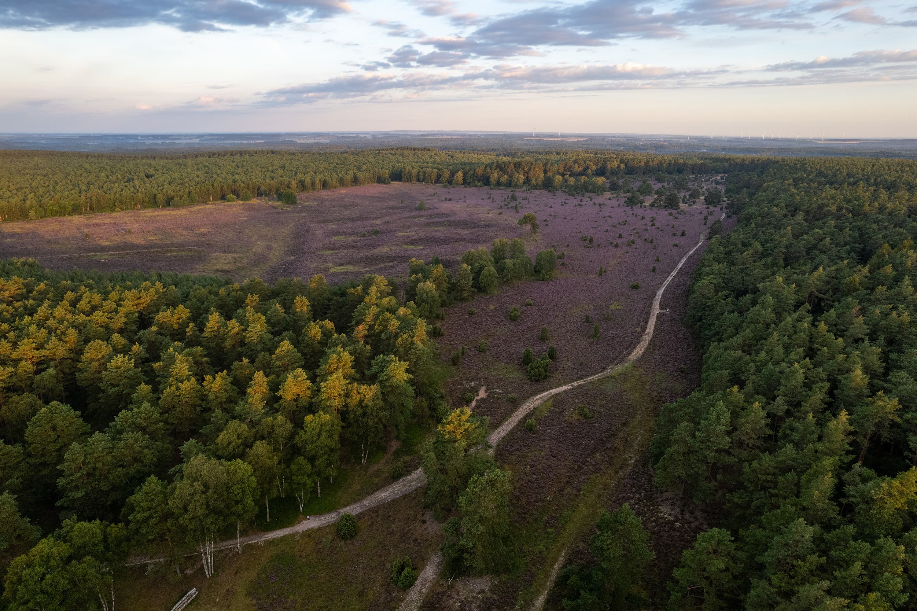 Hermannsburg Tiefental Drohne Luftaufnahme Heideblüte Suedheide