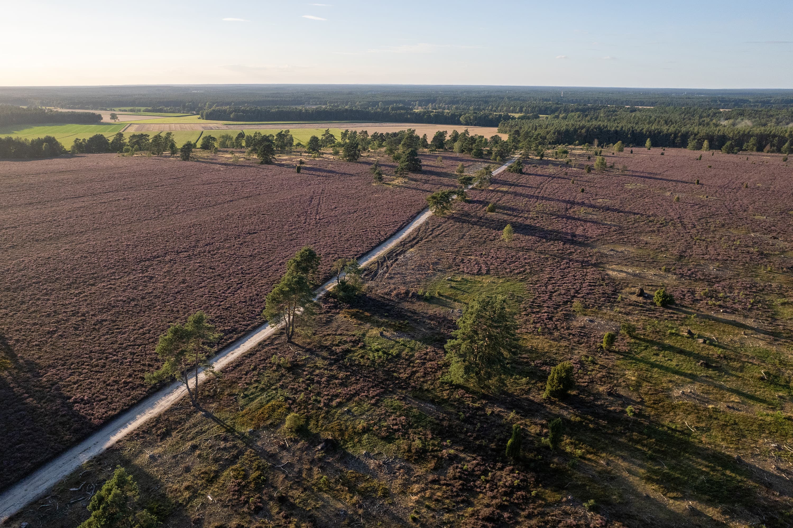 Wandern durch die lila blühende Heidelandschaft Haußelberg Heidschnuckenweg