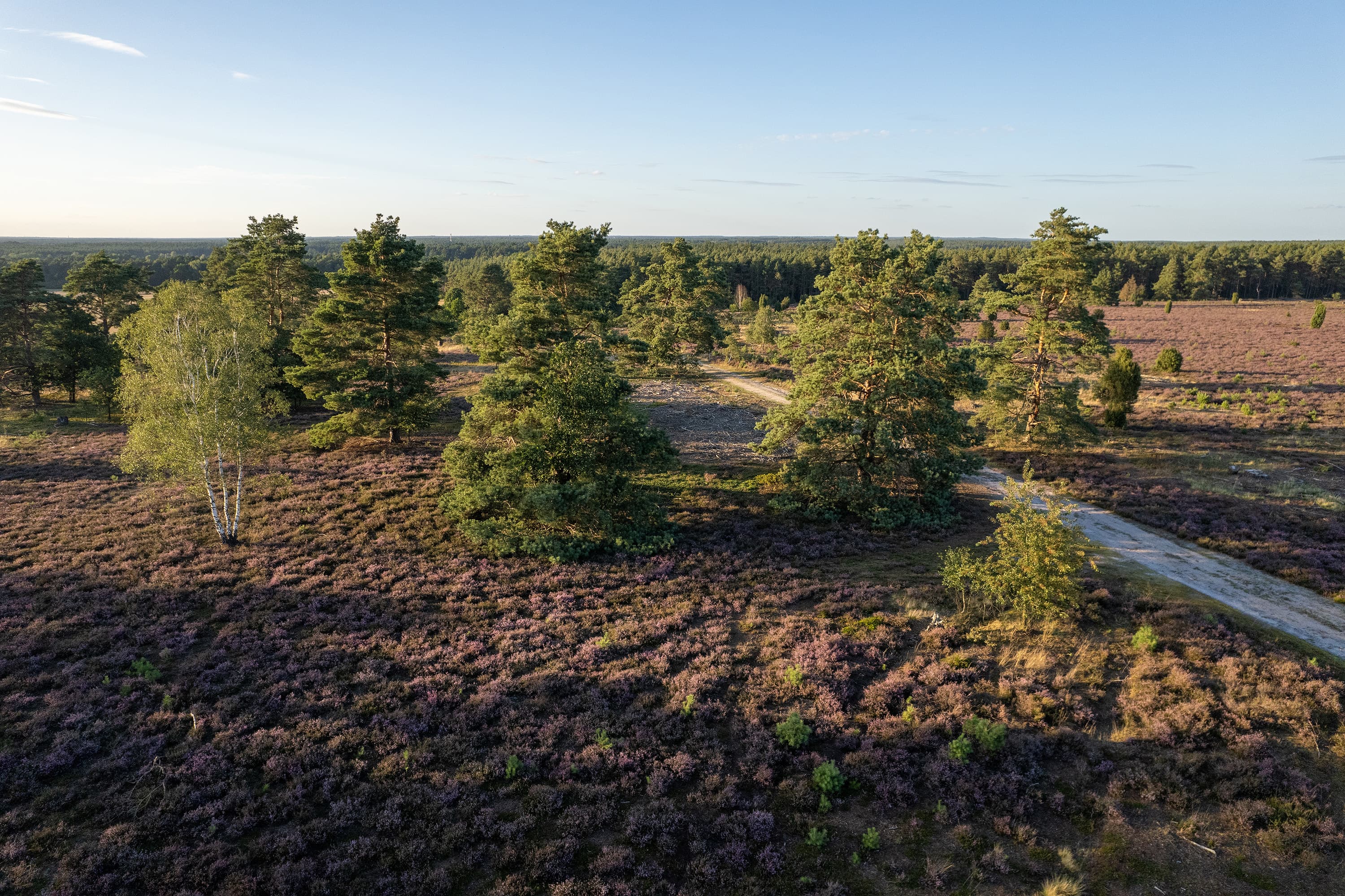 Von Birken umsäumter Wanderweg durch die blühende Heide am Haußelberg auf dem Heidschnuckenweg