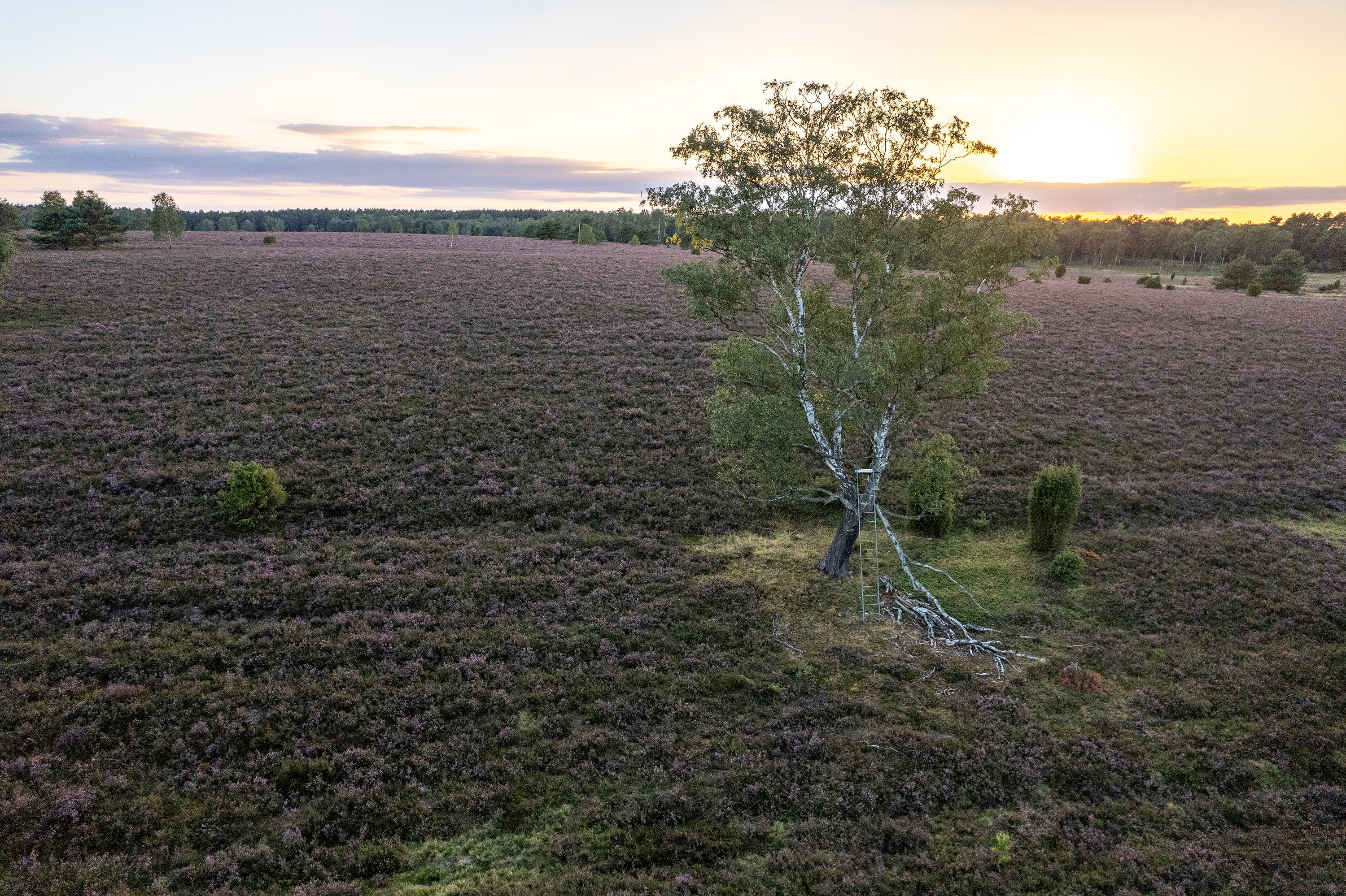 Magische Stimmung zum Sonnenaufgang in der blühenden Oberoher Heide