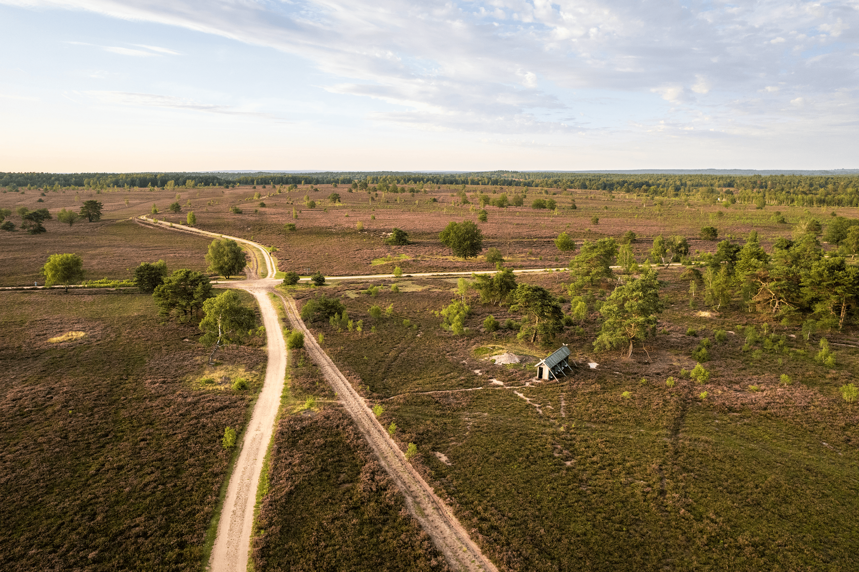 Wandern durch die blühende Osterheide bei Schneverdingen