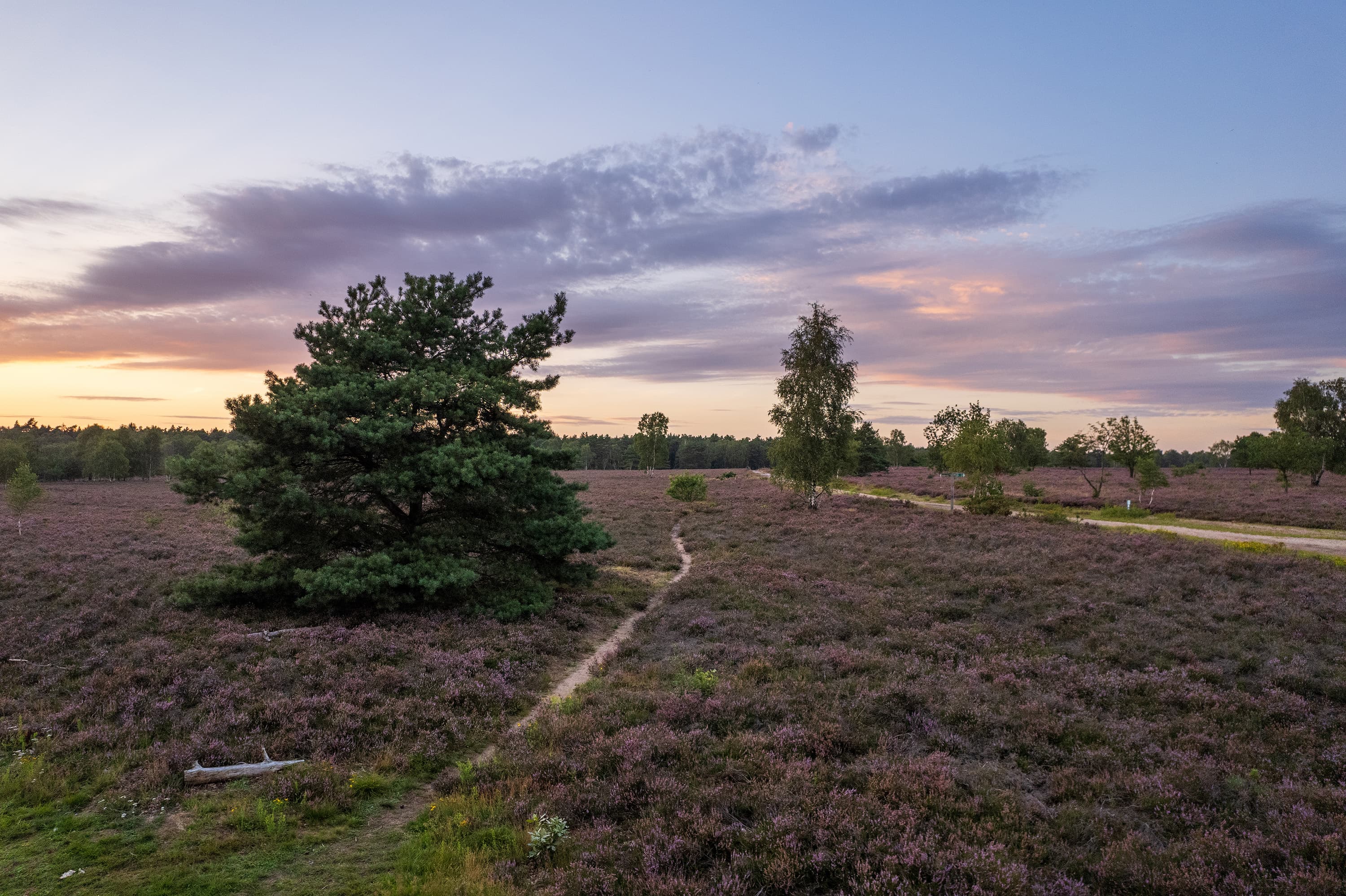 Wanderweg durch die Osterheide im Sonnenaufgang zur Heideblüte