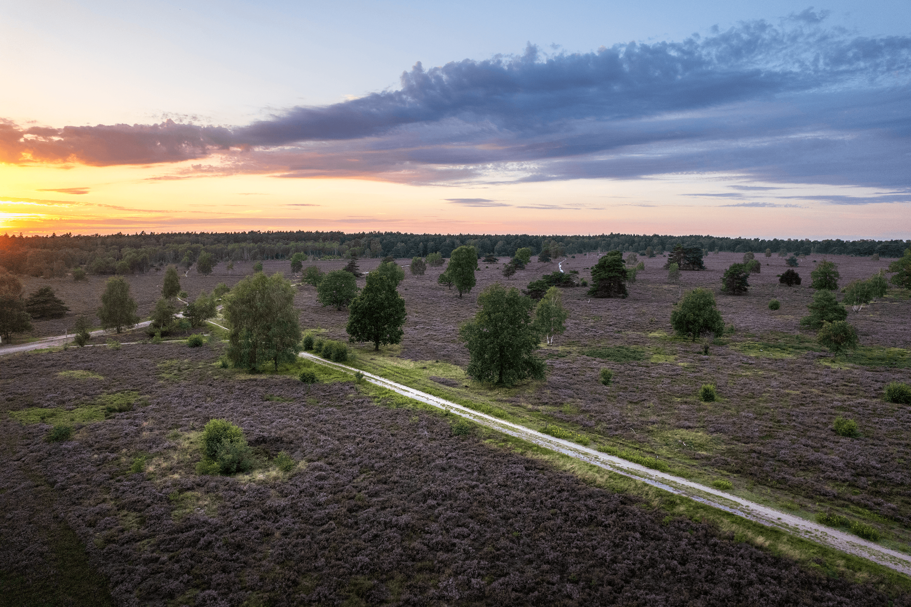 Schneverdingens schönste Heidefläche ist die Osterheide