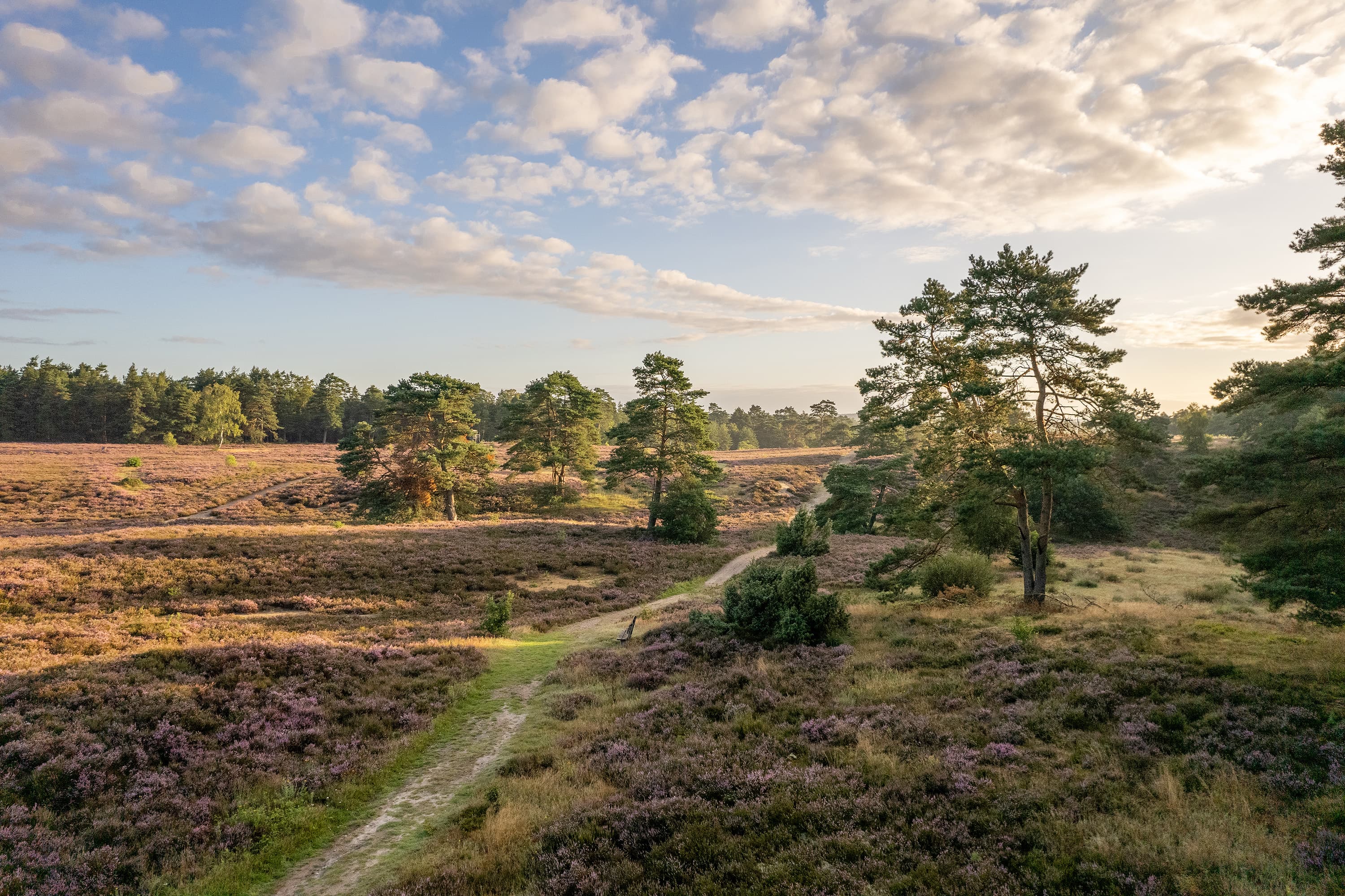 Wandern auf schmalen Pfaden durch die Schwinderbecker Heide