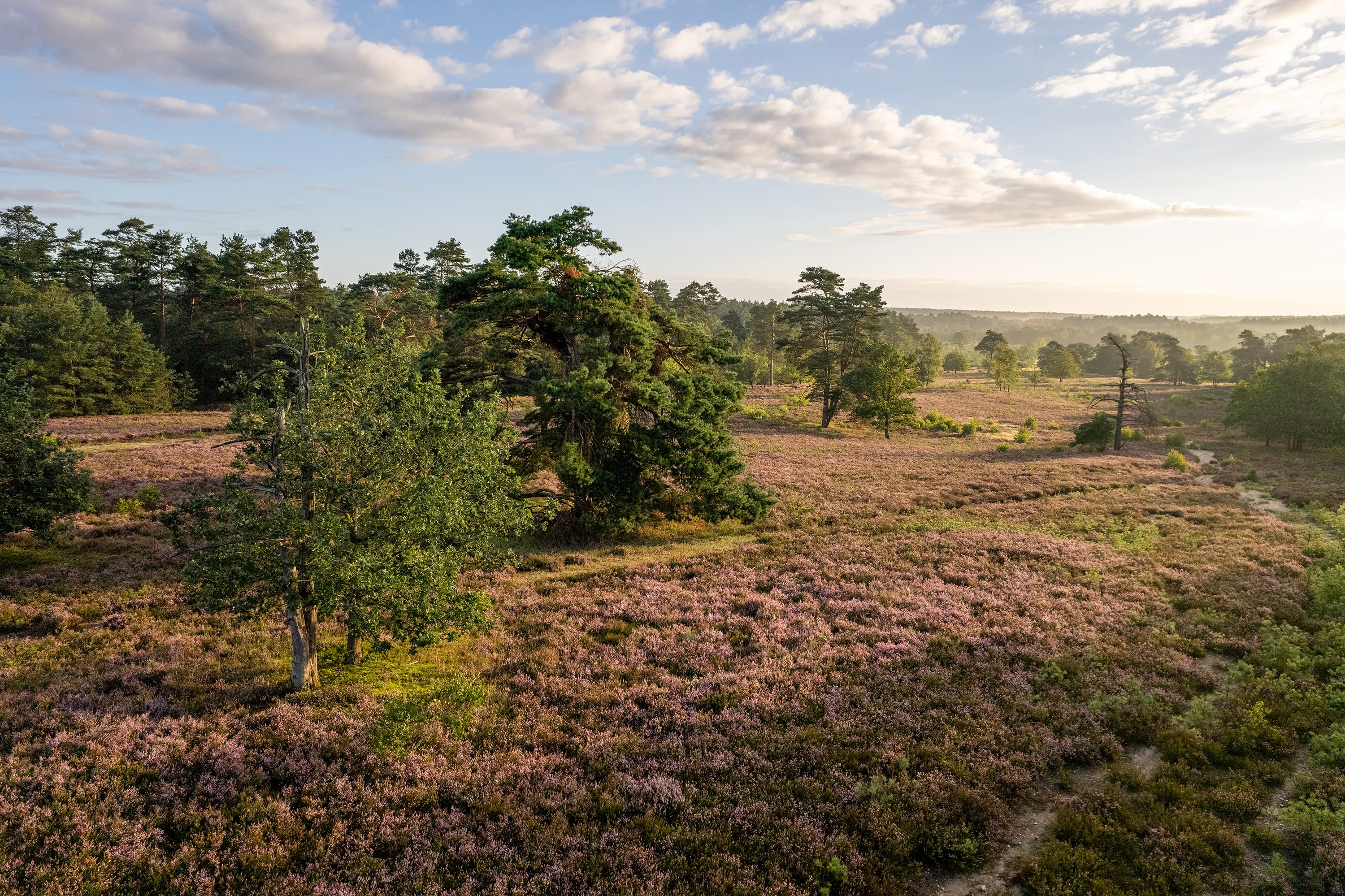 Soderstorf Schwinderbecker Heide Drohne Luftaufnahme Heideblüte