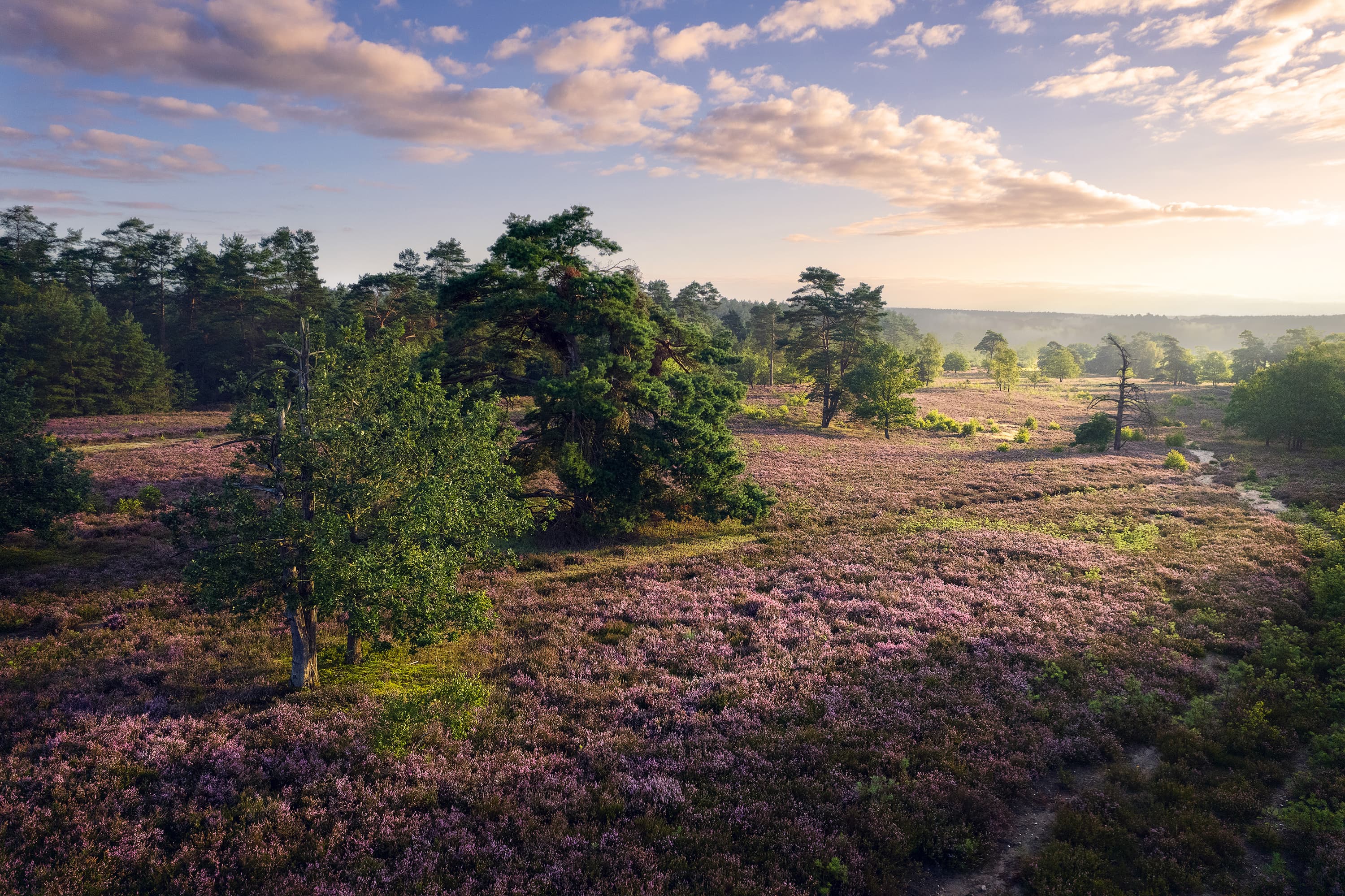 Wandern durch die Schwinderbecker Heide zur Heideblüte