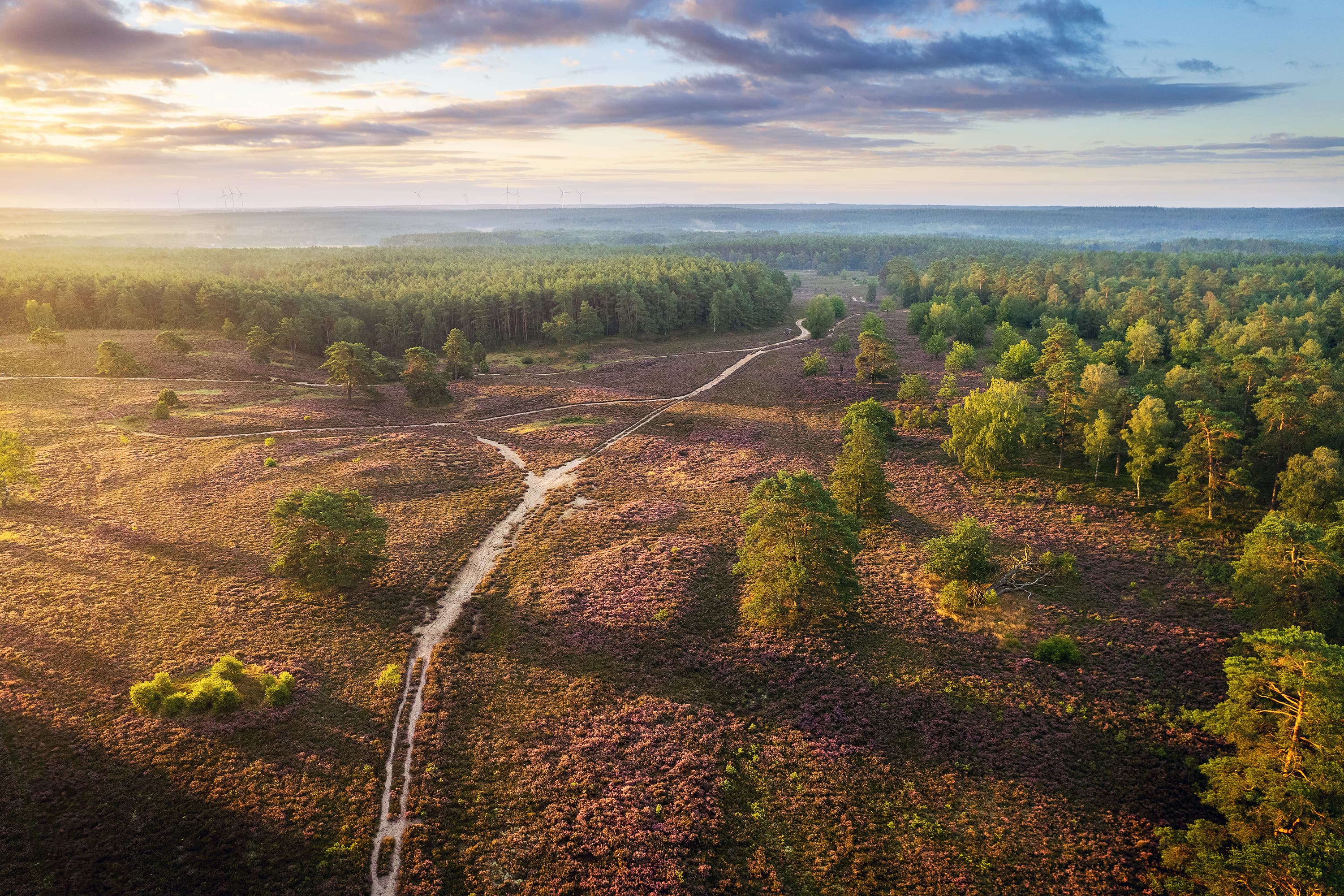 Soderstorf Schwinderbecker Heide Drohne Luftaufnahme Heideblüte