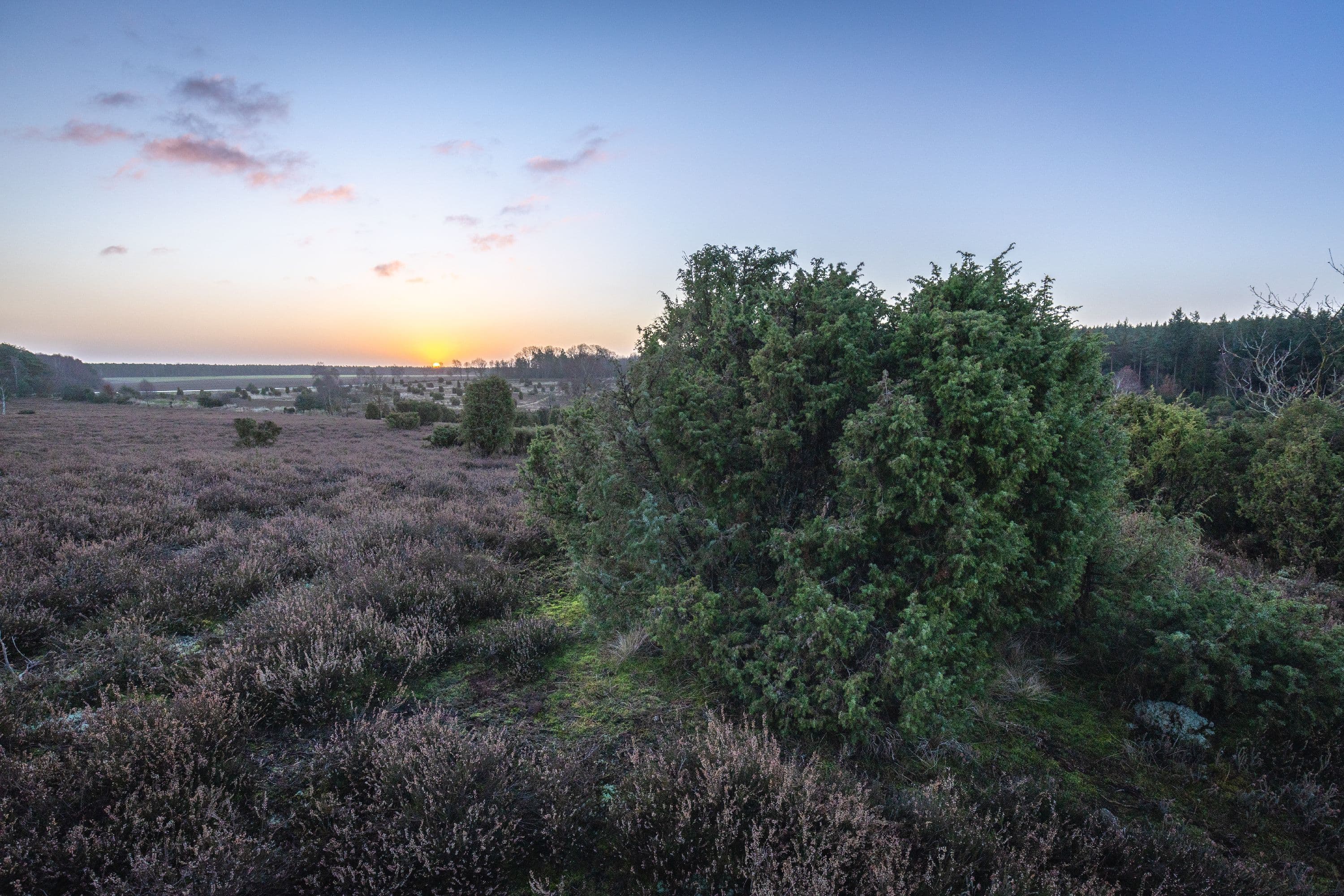 Die Ellerndorfer Wacholderheide im Sonnenaufgang im Winter