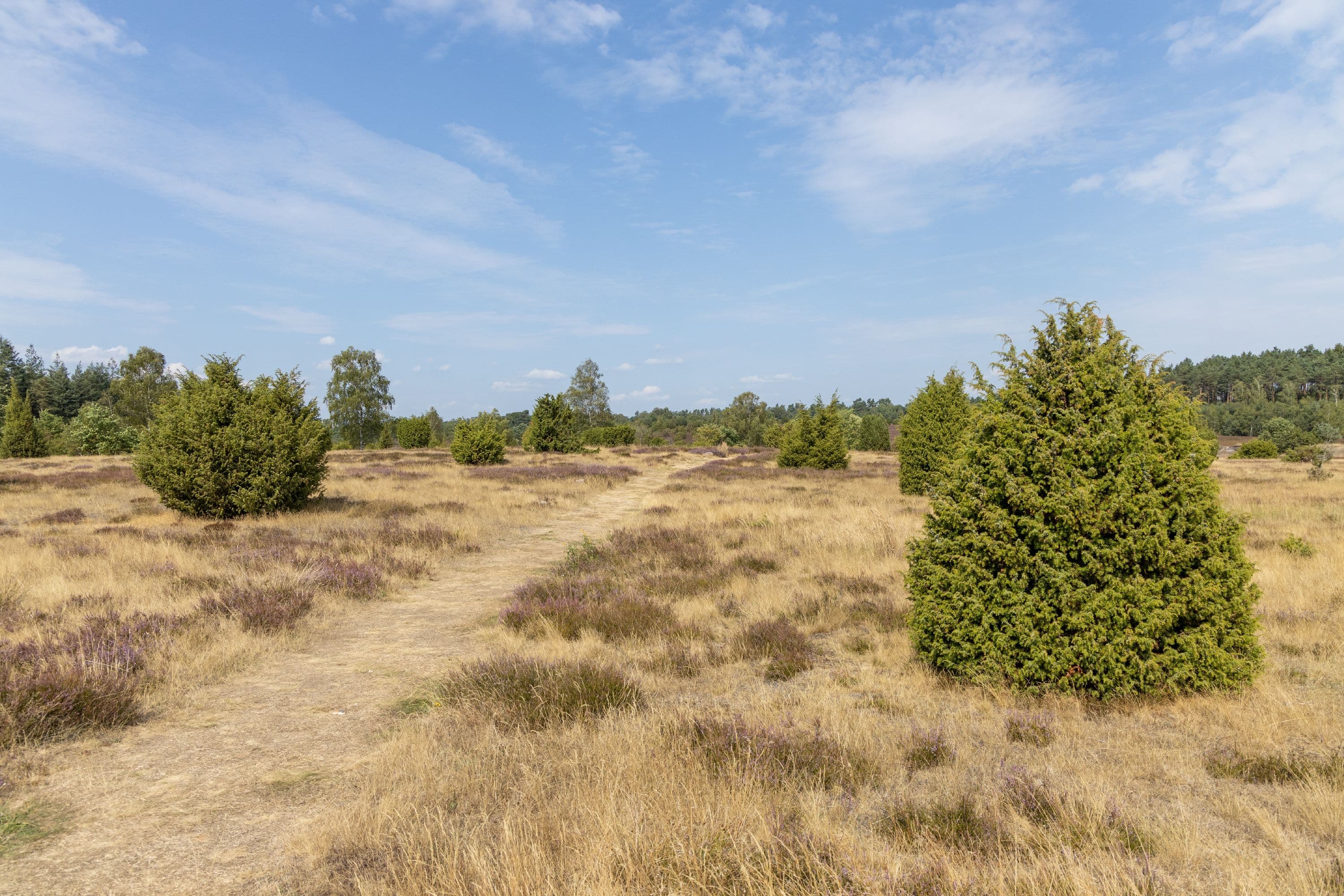 Wanderweg durch die Ellerndorfer Wacholderheide zur Heideblüte