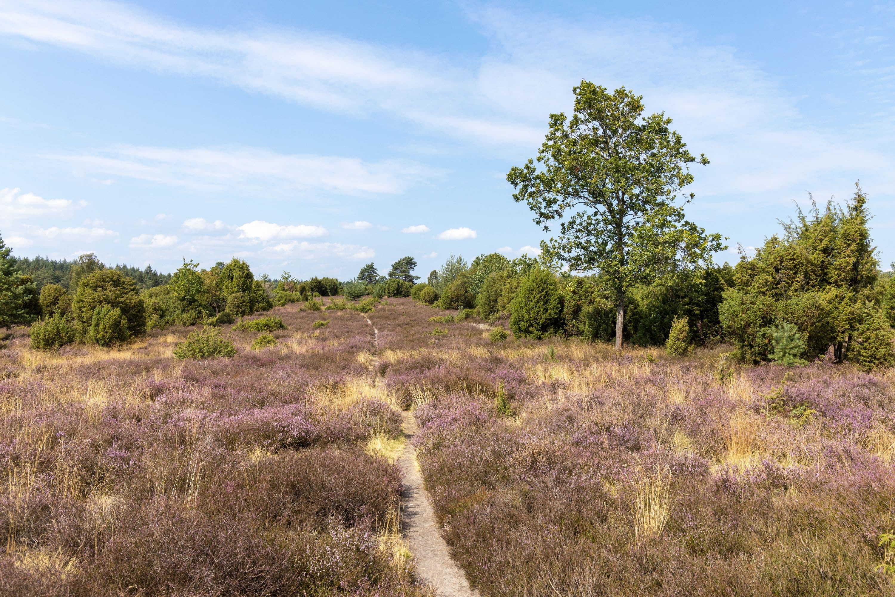 Wandern in der Ellerndorfer Wacholderheide zur Heideblüte