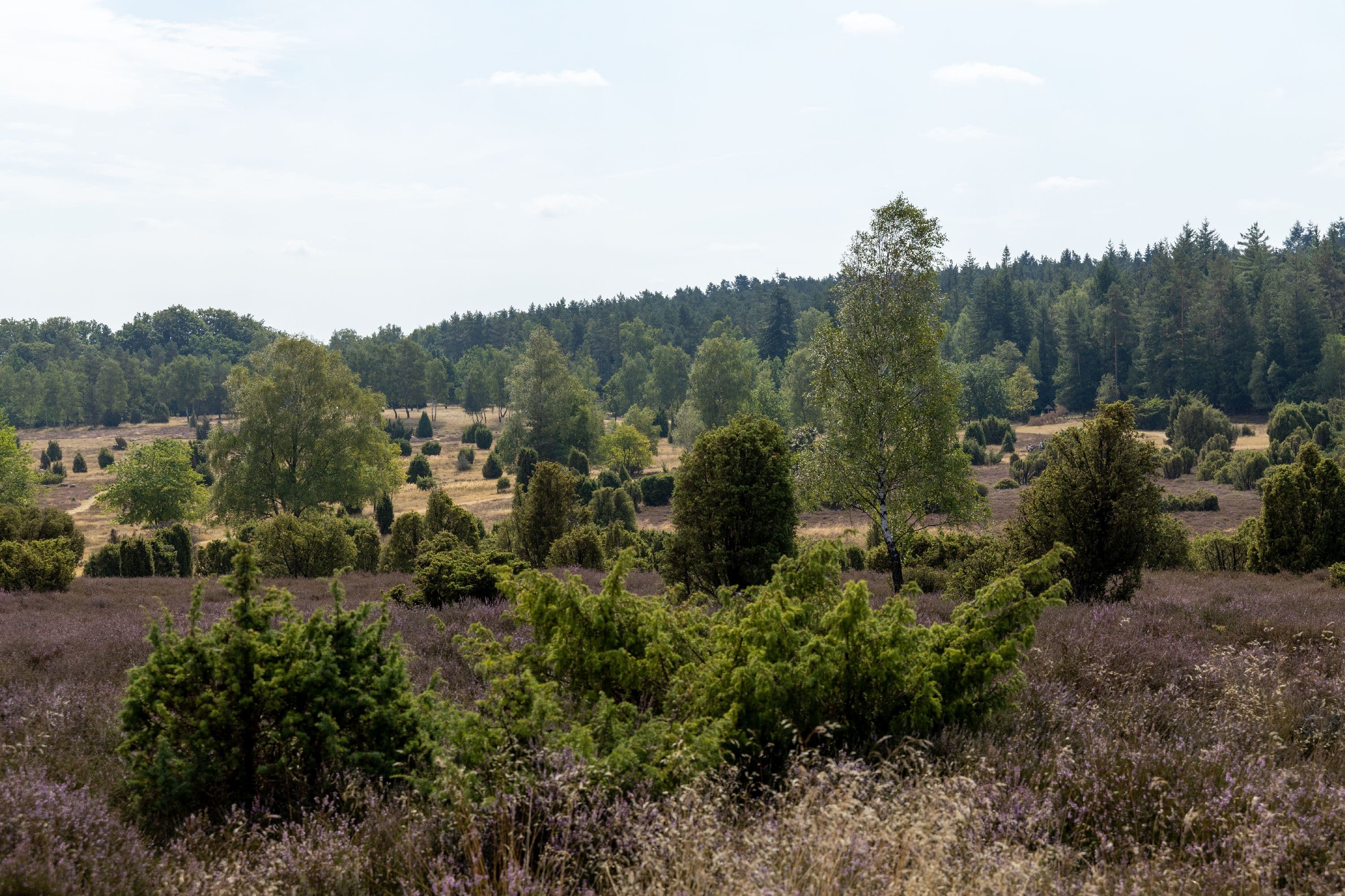 Blick über die abwechslungsreiche Heidelandschaft der Ellerndorfer Wacholderheide