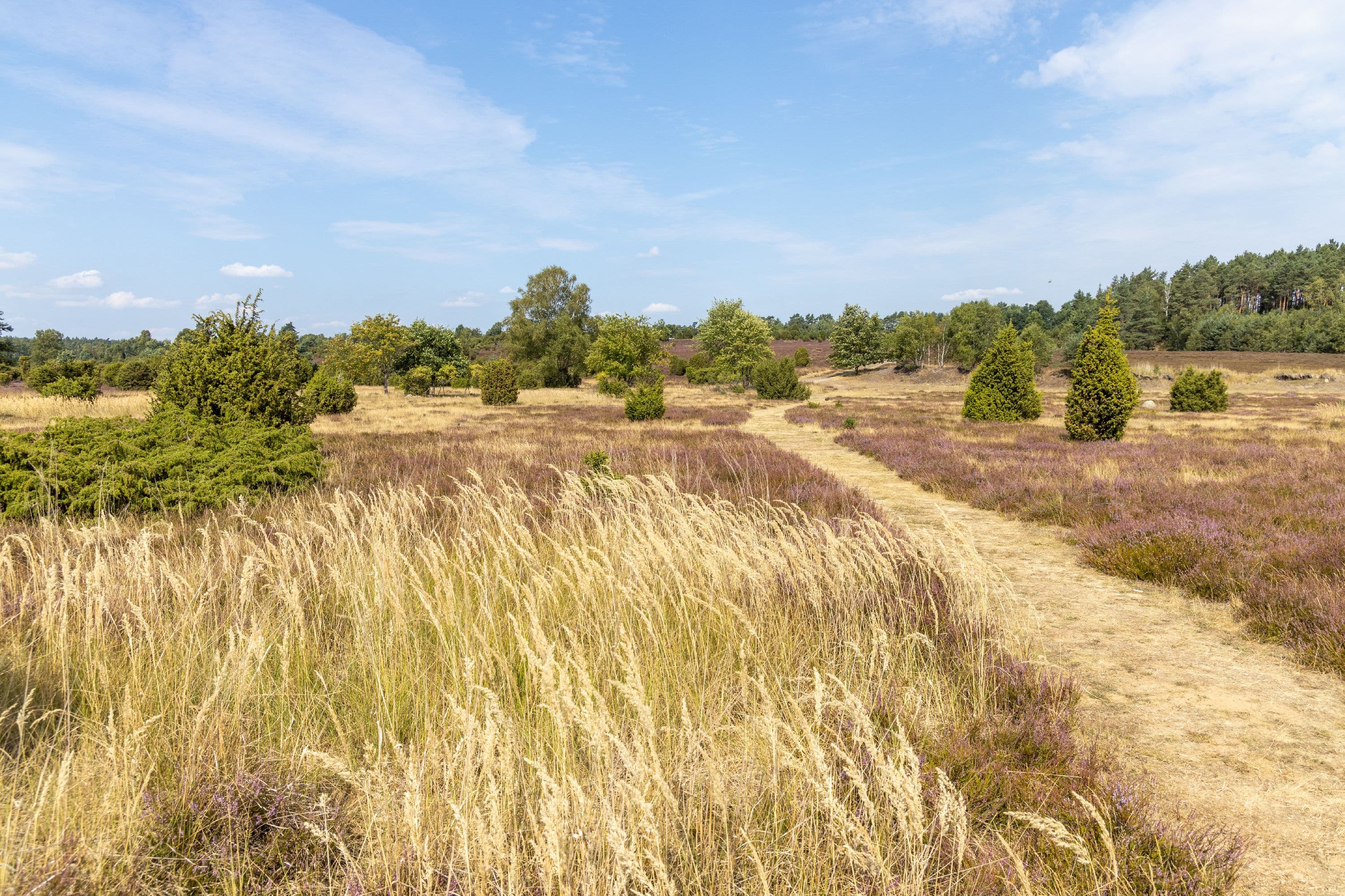 Wandern durch die blühende Ellerndorfer Wacholderheide