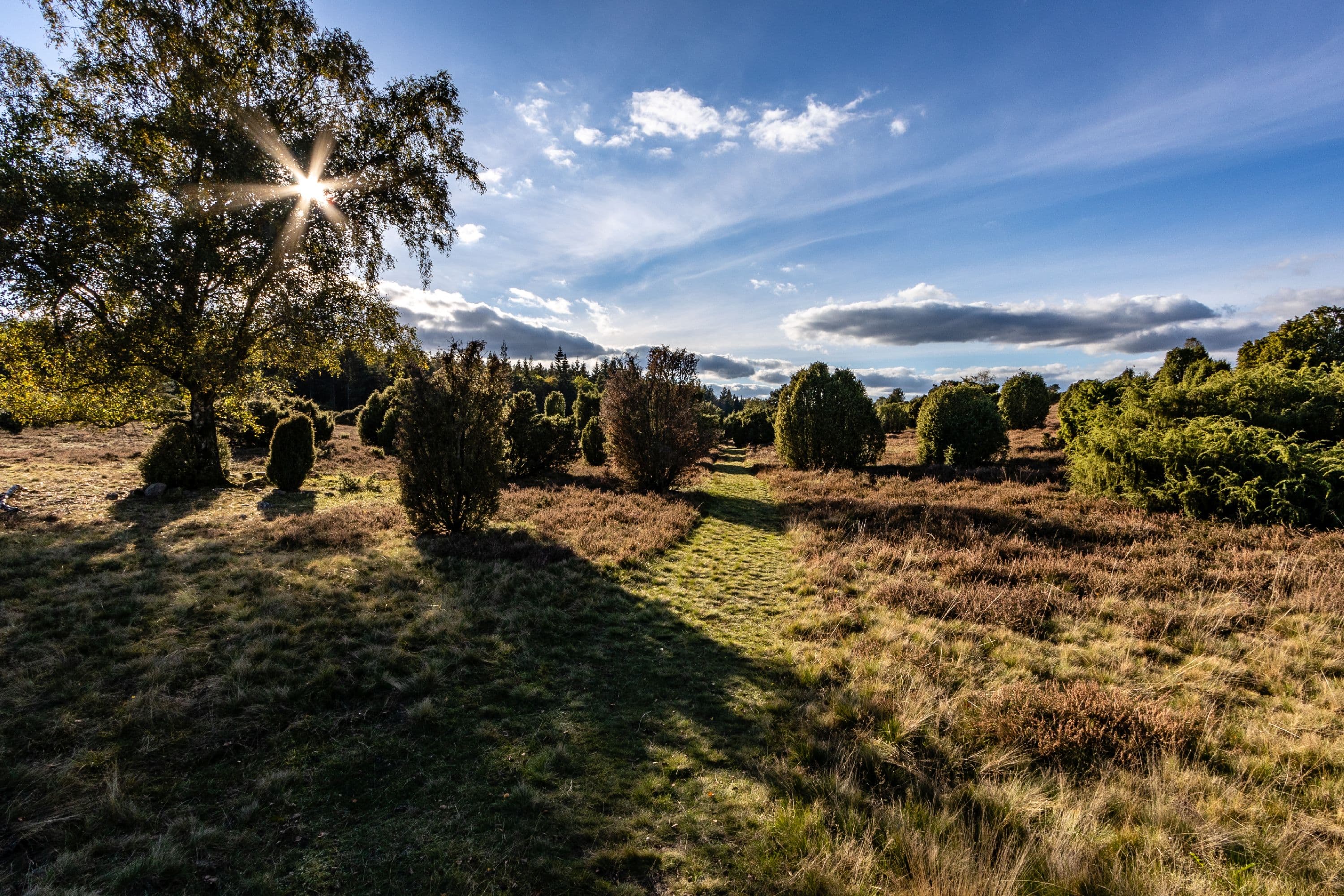Wandern durch die Ellerndorfer Wacholderheide zur Heideblüte