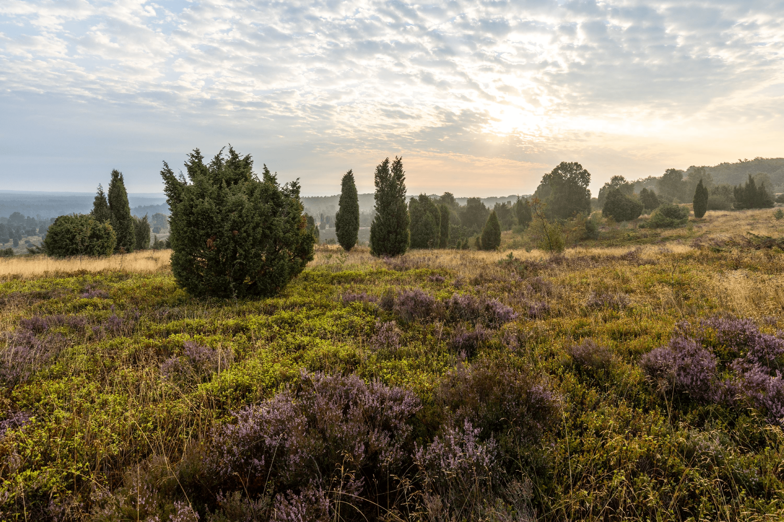 Wandern auf den Wilseder Berg zur Heideblüte im Sonnenaufgang